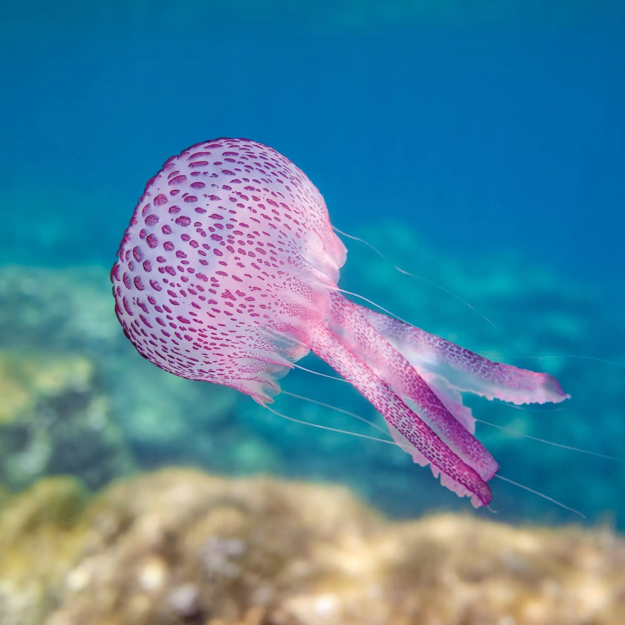 Bild: 9783959297417 | Meerestiere / Sea Creatures 2027 | Kalender 2027 | Kalender | 28 S.