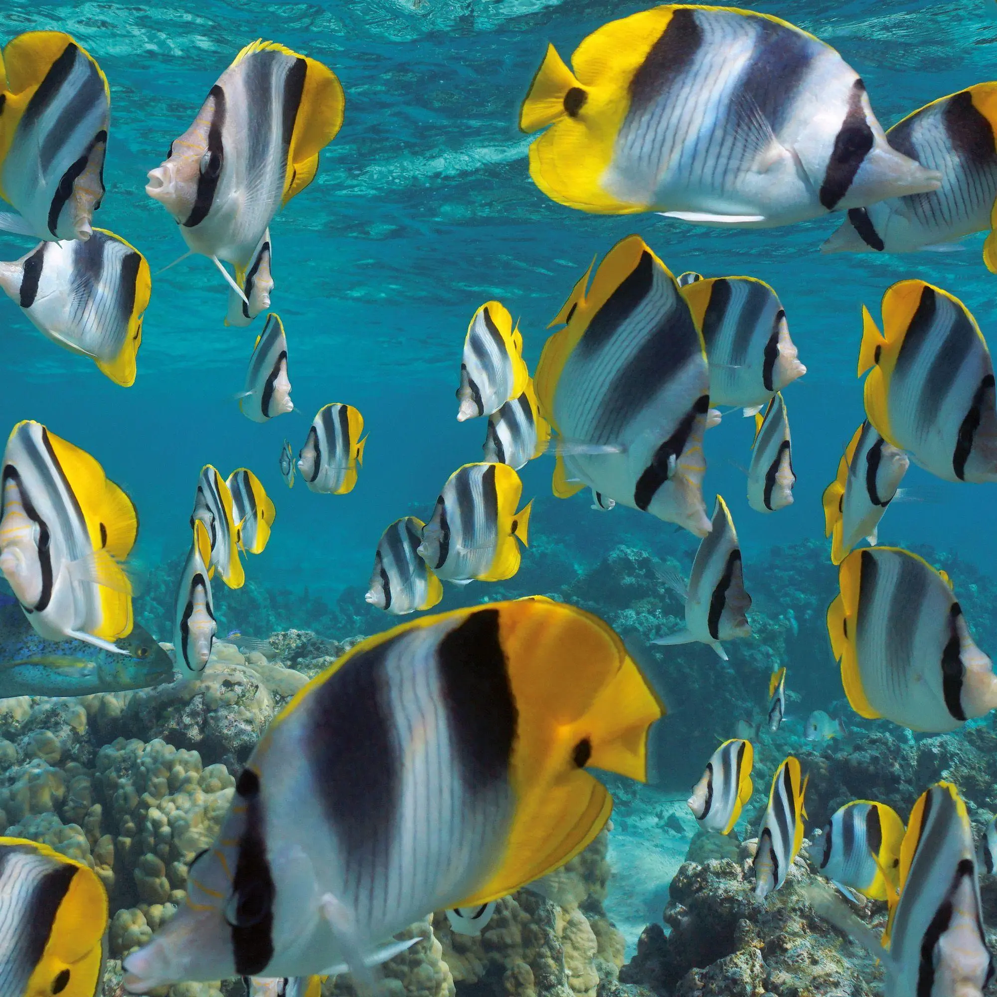Bild: 9783959297417 | Meerestiere / Sea Creatures 2027 | Kalender 2027 | Kalender | 28 S.