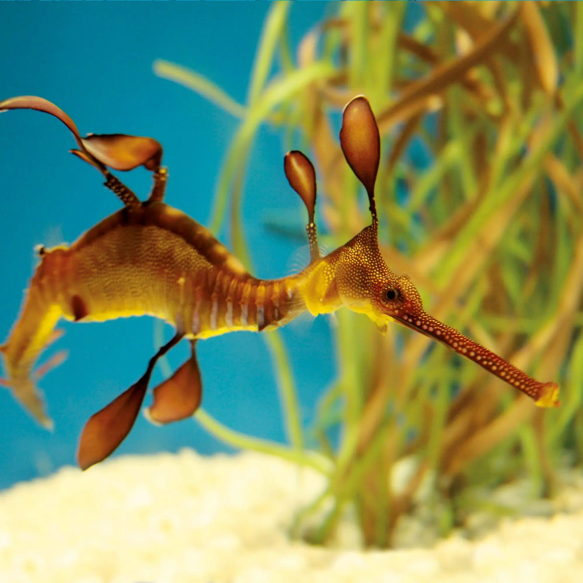 Bild: 9783959297417 | Meerestiere / Sea Creatures 2027 | Kalender 2027 | Kalender | 28 S.