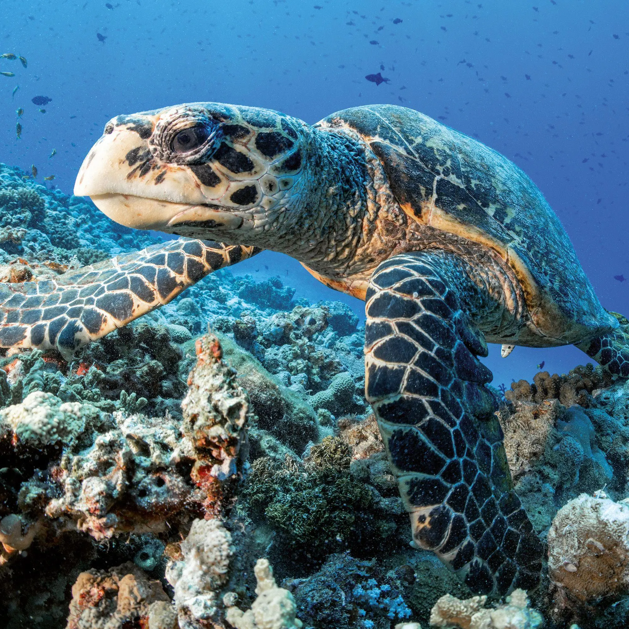 Bild: 9783959297417 | Meerestiere / Sea Creatures 2027 | Kalender 2027 | Kalender | 28 S.