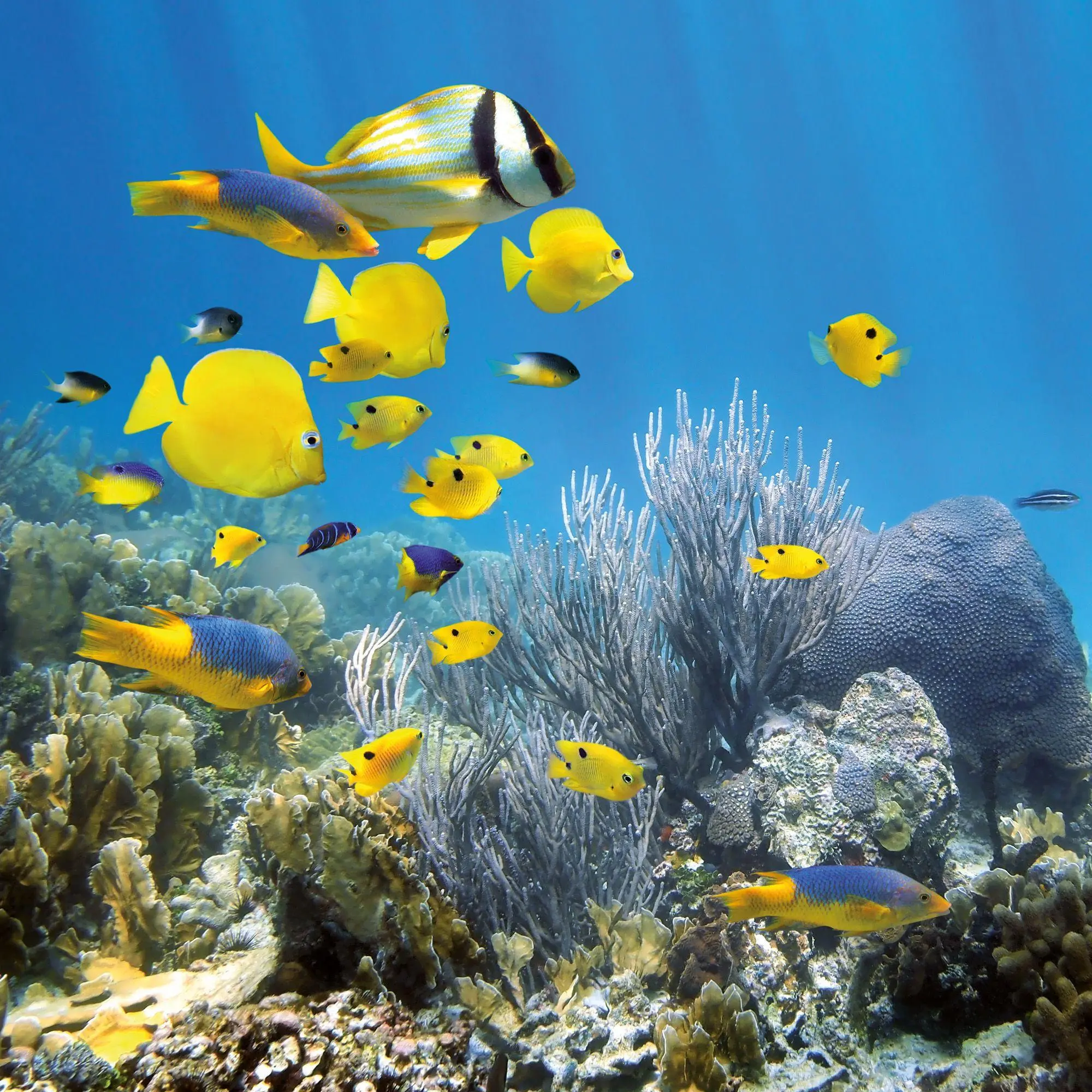 Bild: 9783959297417 | Meerestiere / Sea Creatures 2027 | Kalender 2027 | Kalender | 28 S.