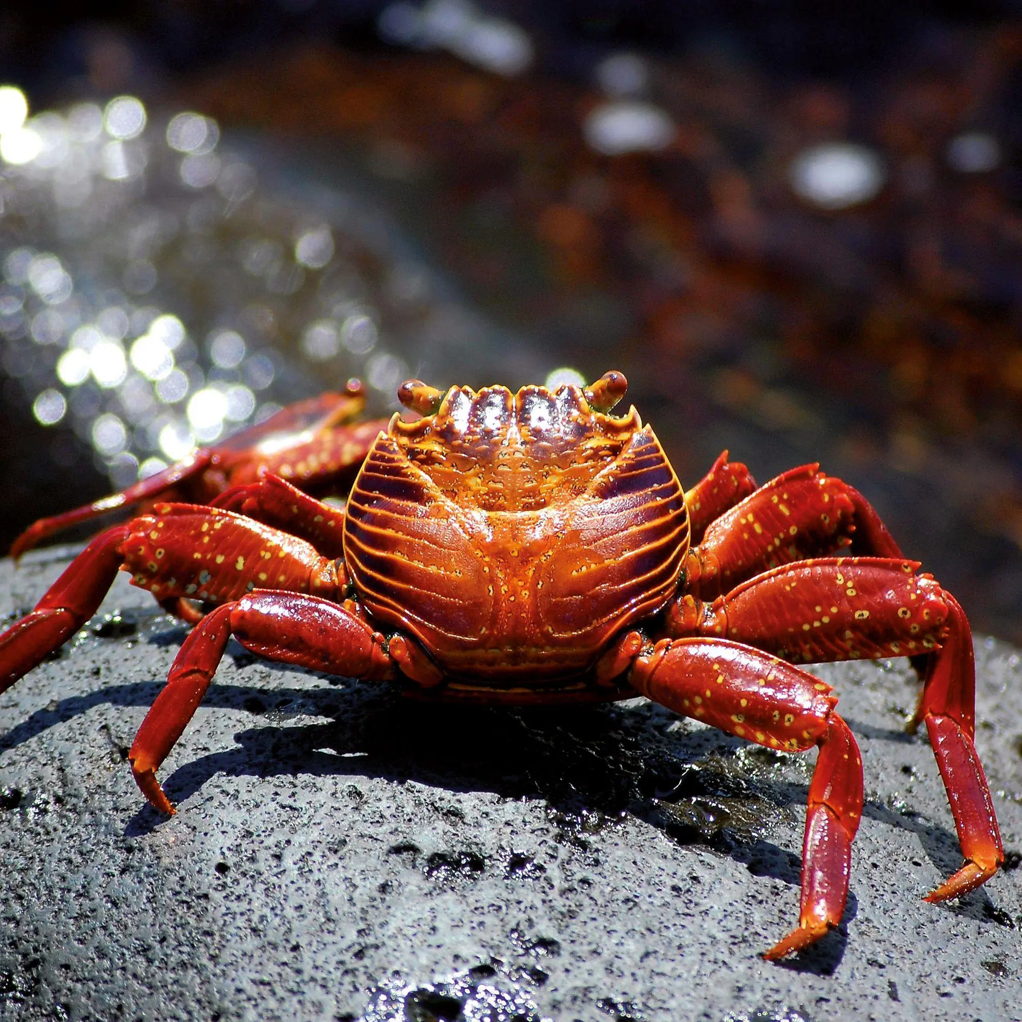 Bild: 9783959297417 | Meerestiere / Sea Creatures 2027 | Kalender 2027 | Kalender | 28 S.