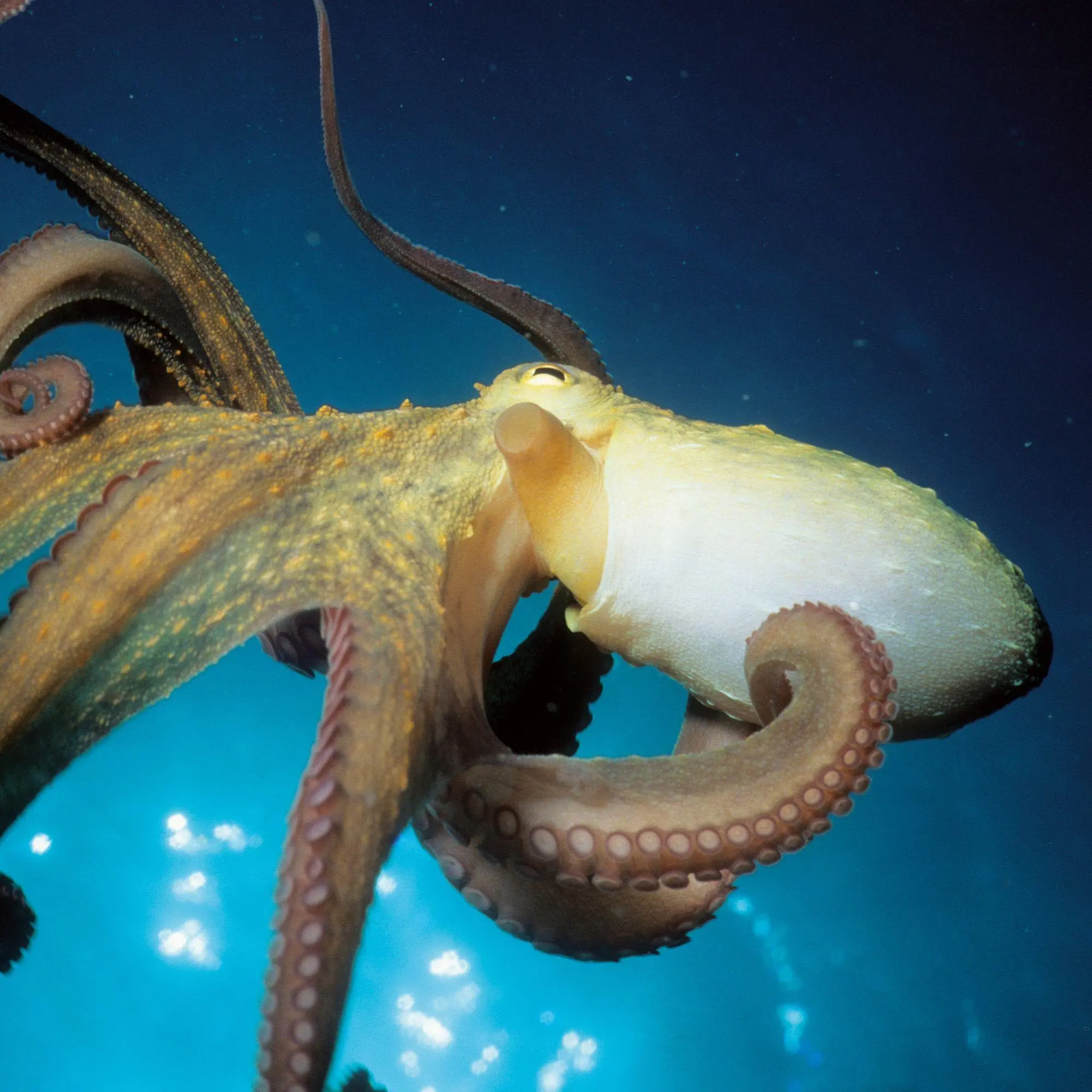 Bild: 9783959297417 | Meerestiere / Sea Creatures 2027 | Kalender 2027 | Kalender | 28 S.