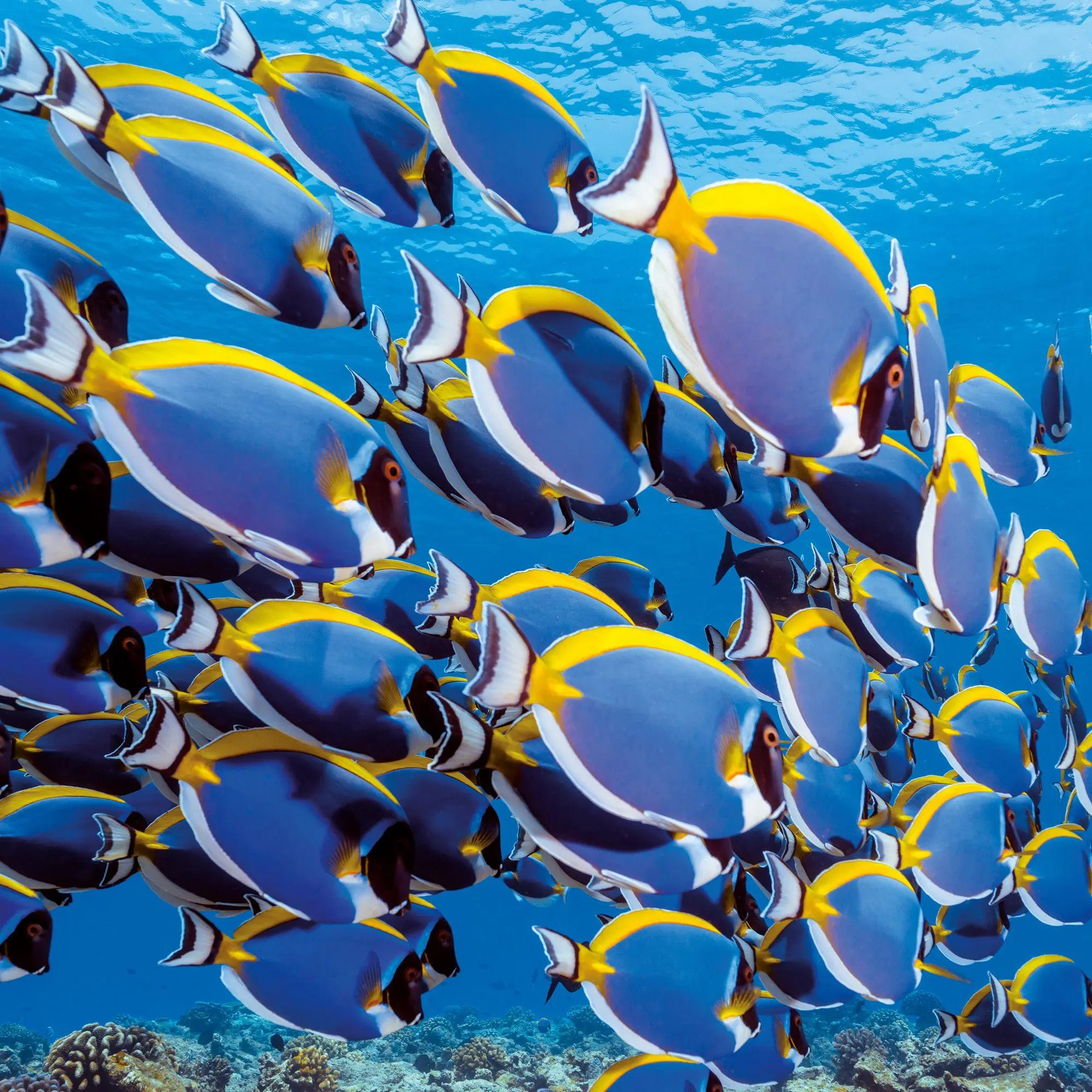 Bild: 9783959297417 | Meerestiere / Sea Creatures 2027 | Kalender 2027 | Kalender | 28 S.