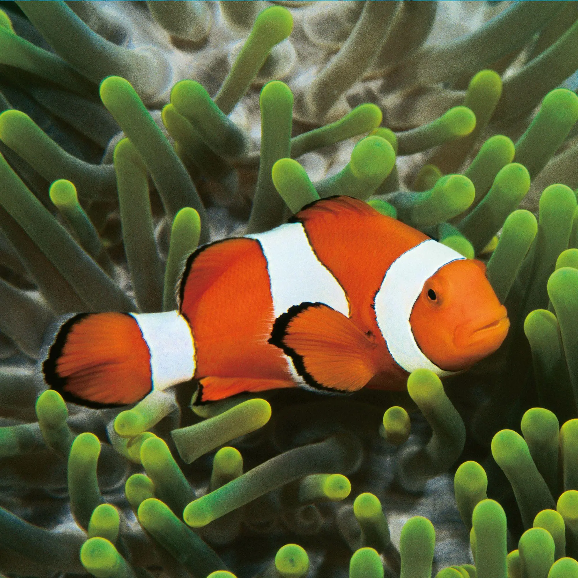 Bild: 9783959297417 | Meerestiere / Sea Creatures 2027 | Kalender 2027 | Kalender | 28 S.