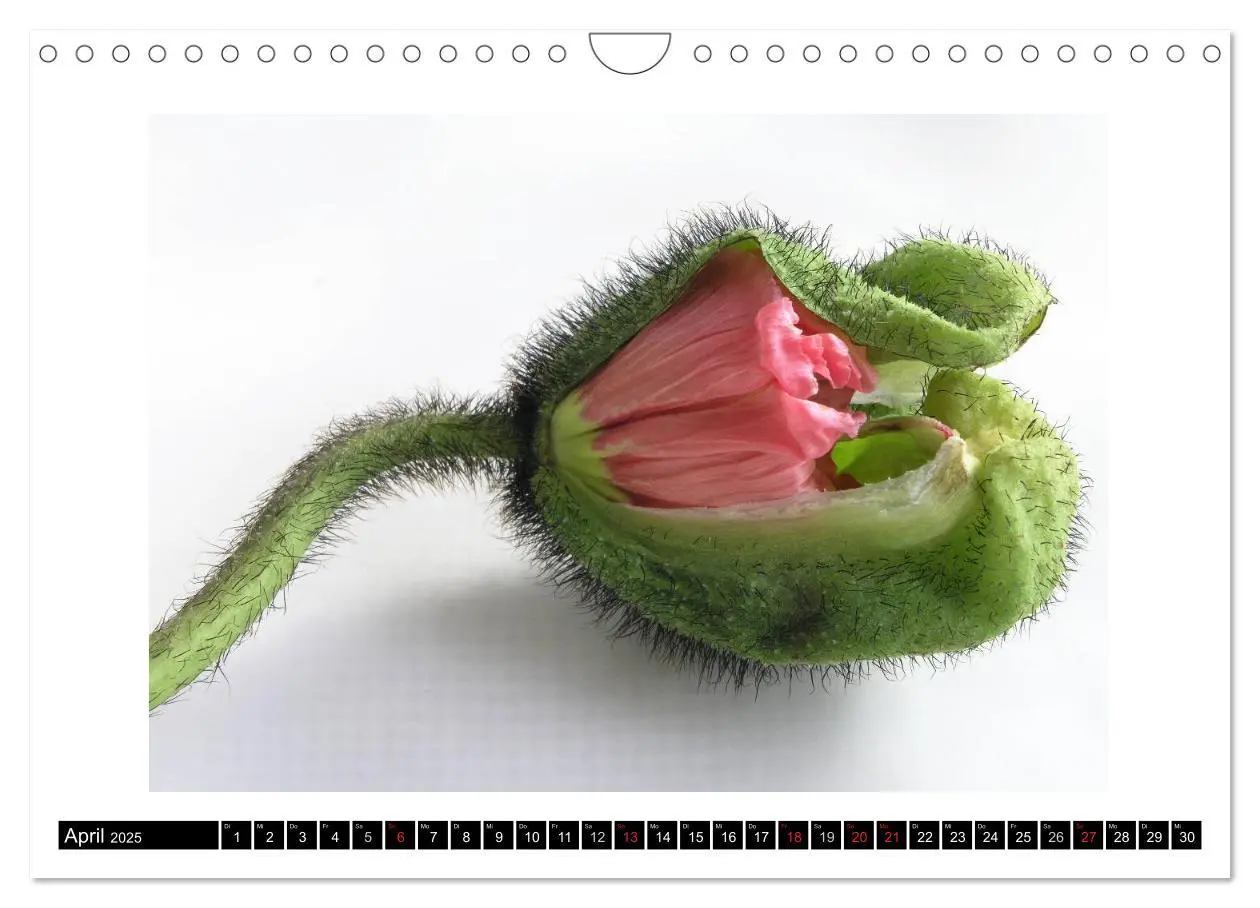 Bild: 9783435617517 | Mohn im Porträt (Wandkalender 2025 DIN A4 quer), CALVENDO...