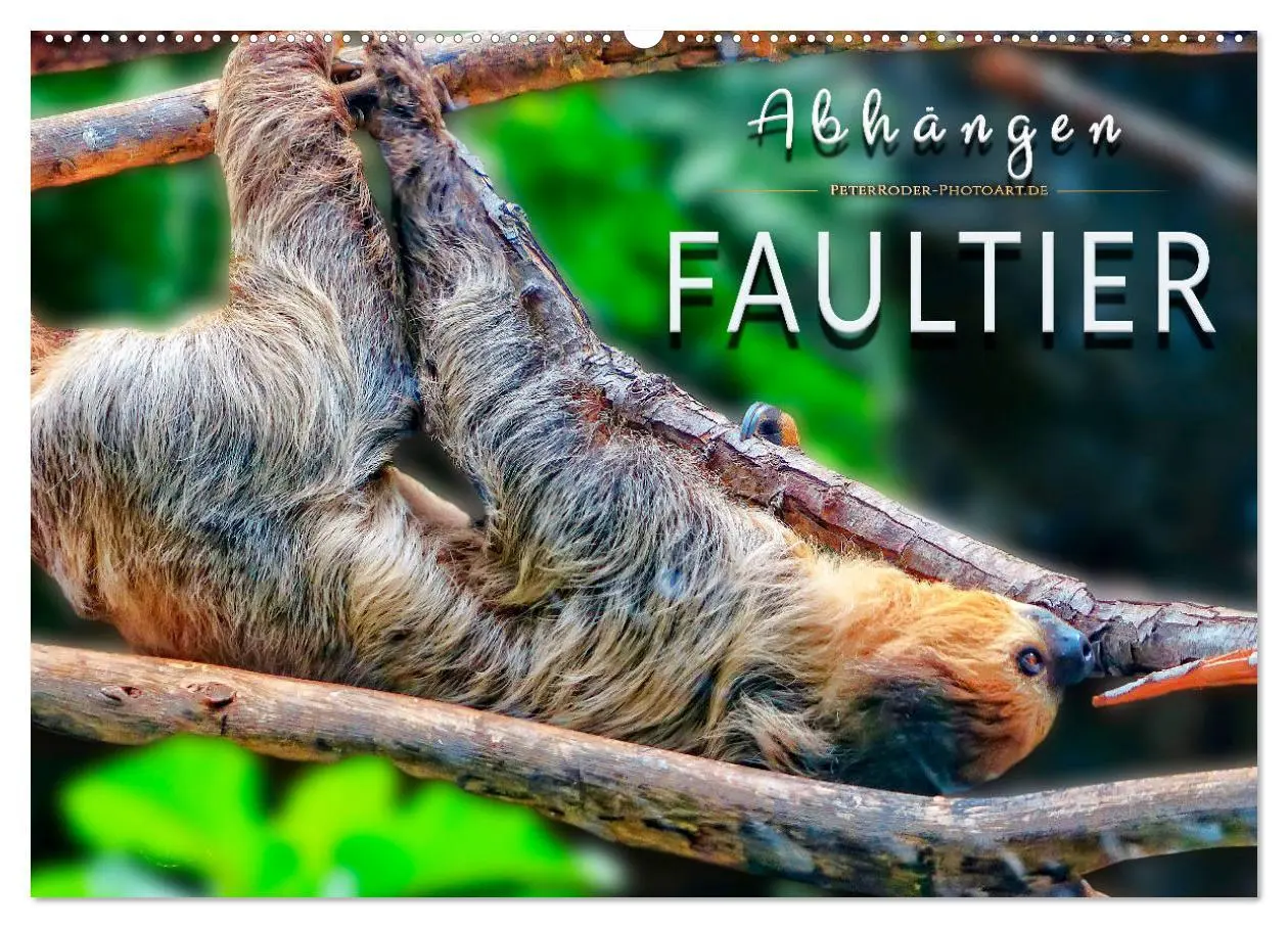 Cover: 9783457937617 | Abhängen - Faultier (Wandkalender 2026 DIN A2 quer), CALVENDO...