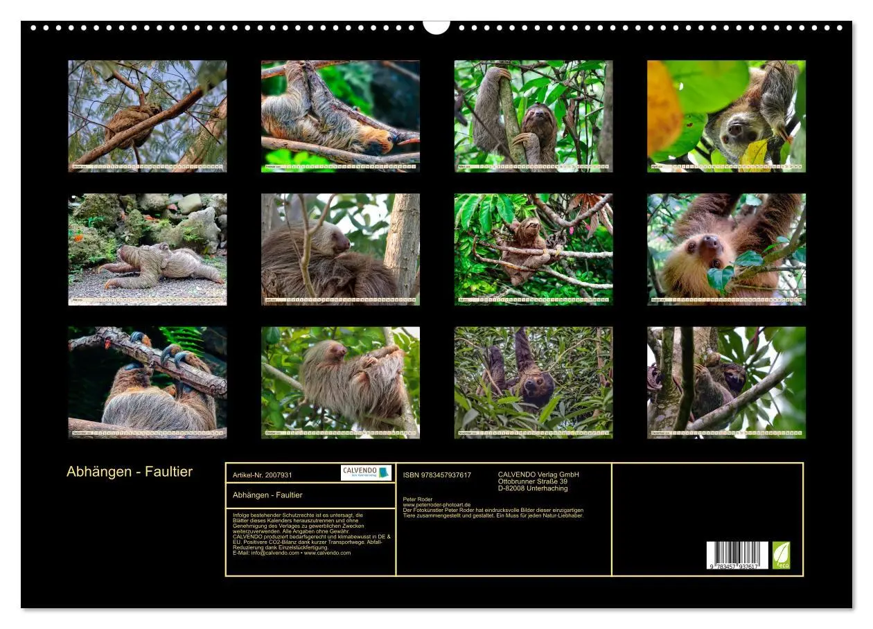 Bild: 9783457937617 | Abhängen - Faultier (Wandkalender 2026 DIN A2 quer), CALVENDO...