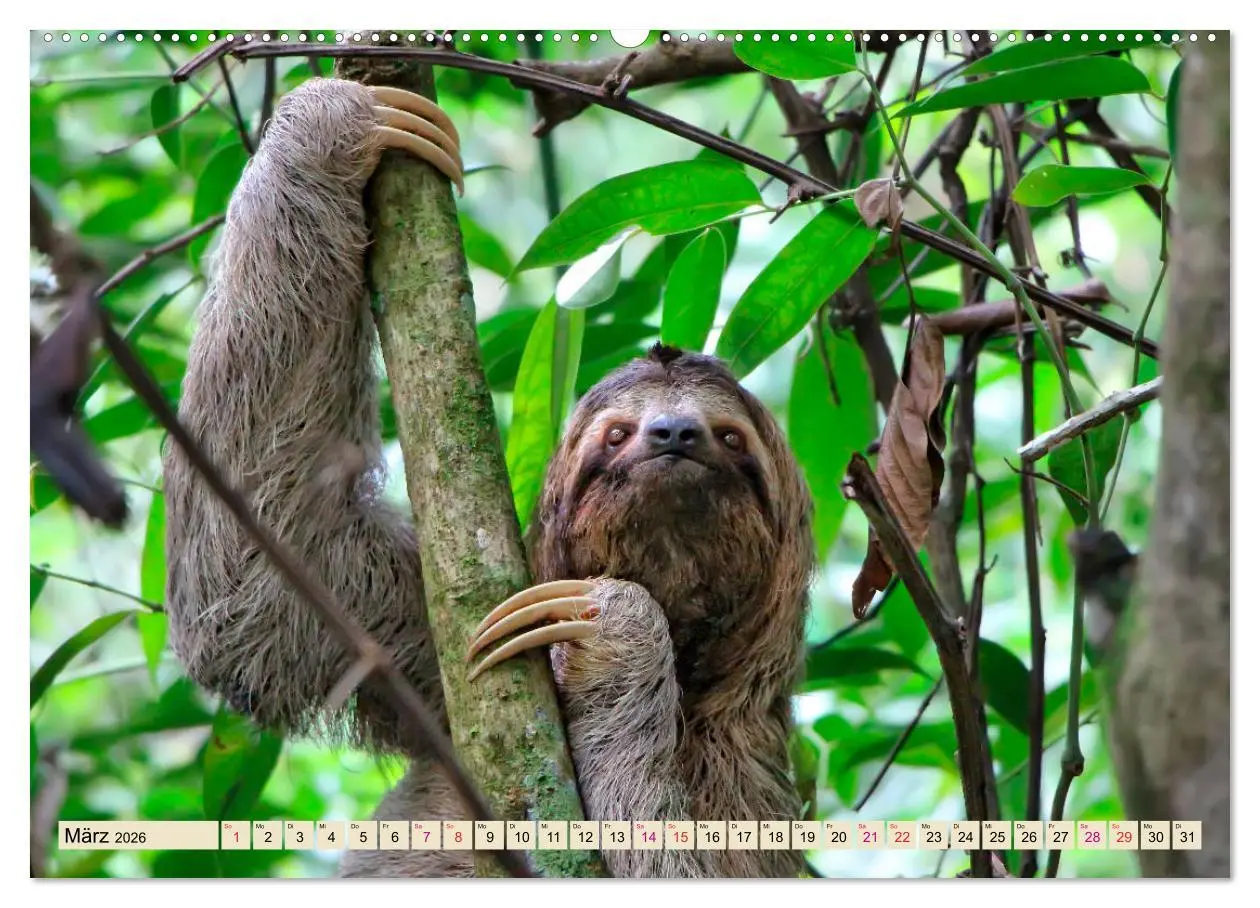 Bild: 9783457937617 | Abhängen - Faultier (Wandkalender 2026 DIN A2 quer), CALVENDO...
