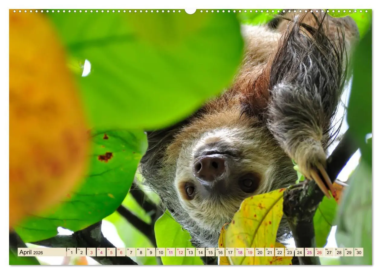 Bild: 9783457937617 | Abhängen - Faultier (Wandkalender 2026 DIN A2 quer), CALVENDO...