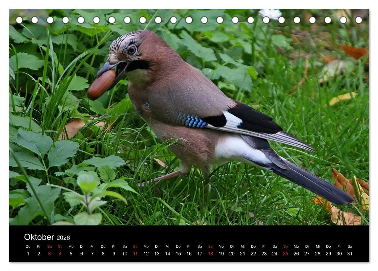 Bild: 9783516017717 | Eichelhäher der Waldpolizist (Tischkalender 2026 DIN A5 quer),...