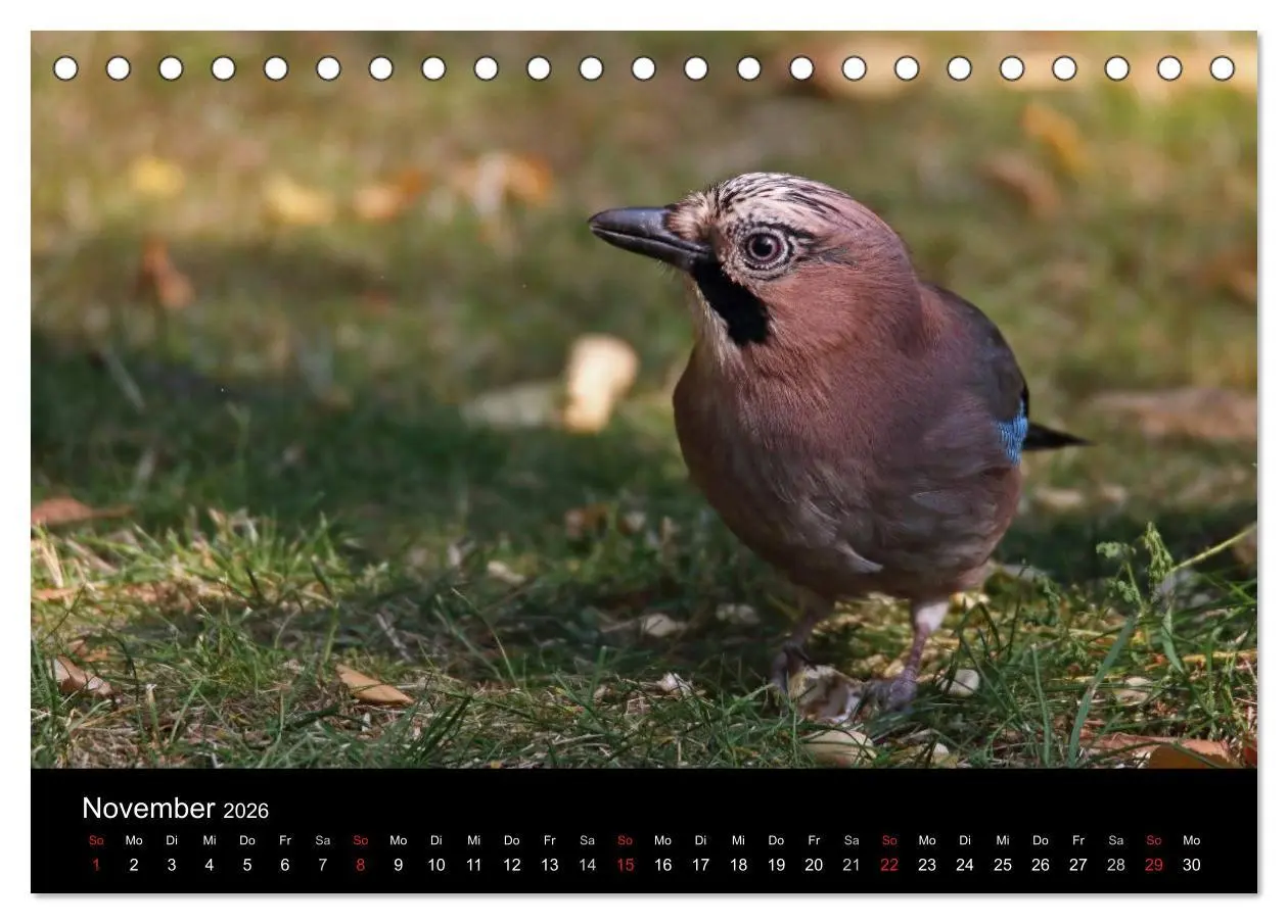 Bild: 9783516017717 | Eichelhäher der Waldpolizist (Tischkalender 2026 DIN A5 quer),...
