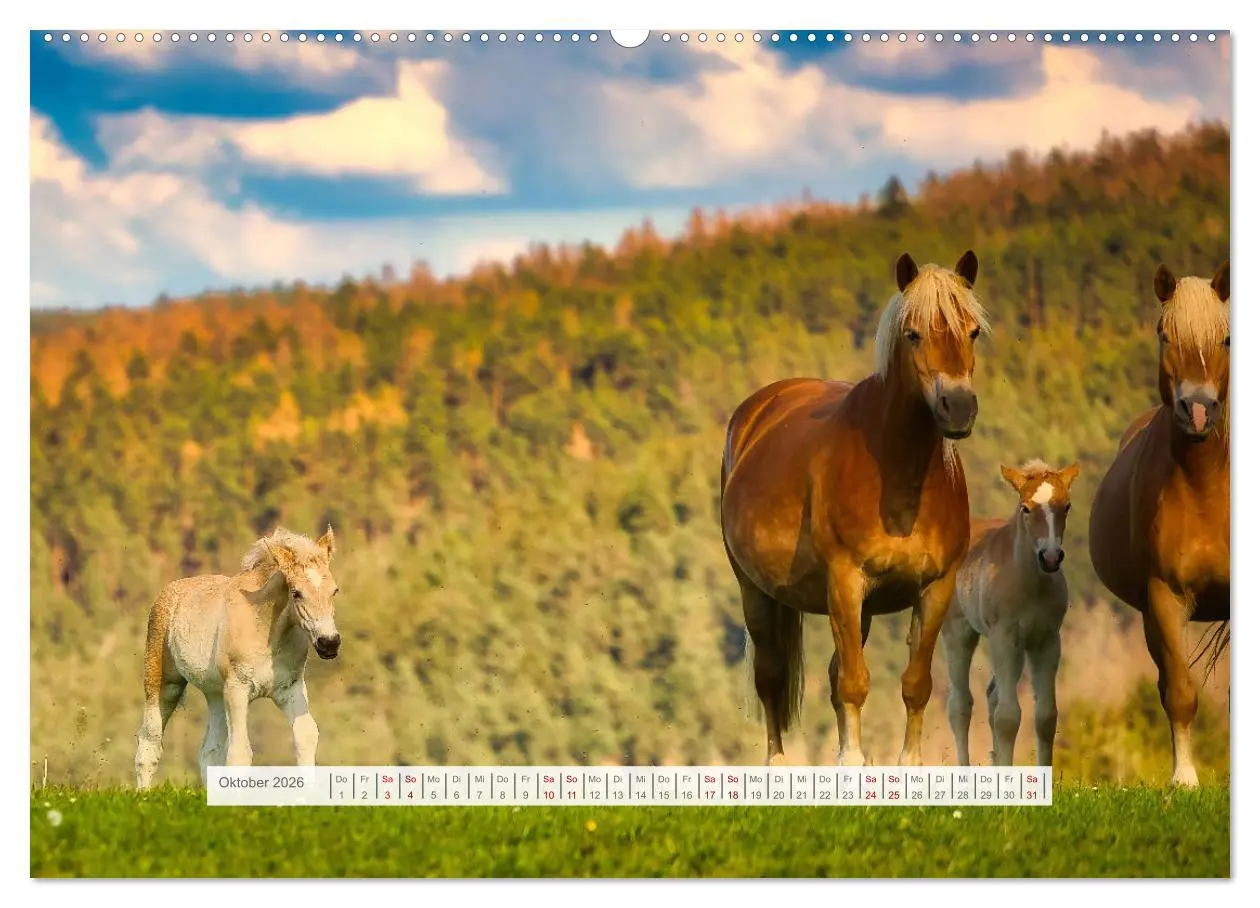 Bild: 9783457387917 | Haflinger im Thüringer Wald (hochwertiger Premium Wandkalender 2026...