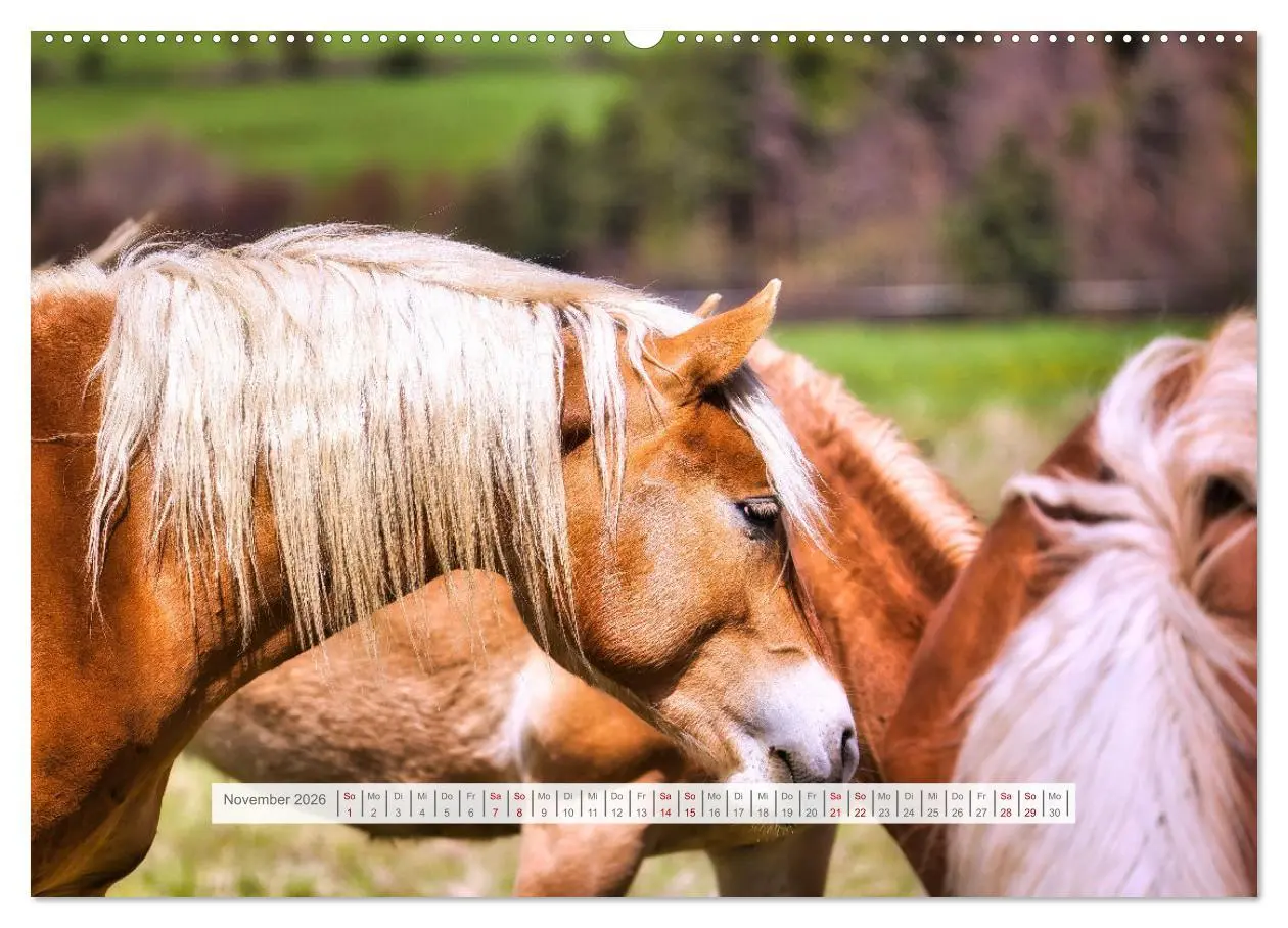 Bild: 9783457387917 | Haflinger im Thüringer Wald (hochwertiger Premium Wandkalender 2026...