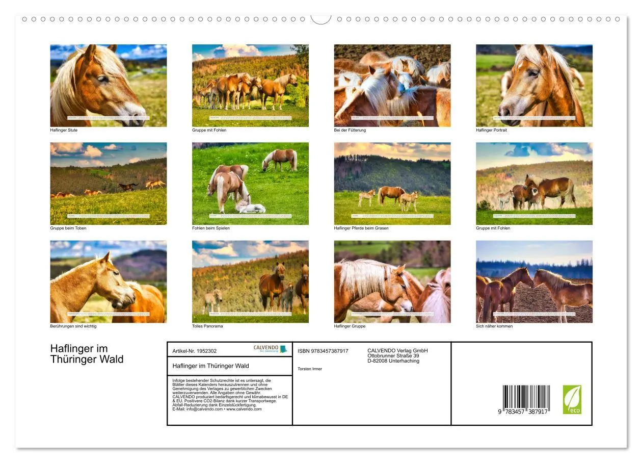 Bild: 9783457387917 | Haflinger im Thüringer Wald (hochwertiger Premium Wandkalender 2026...