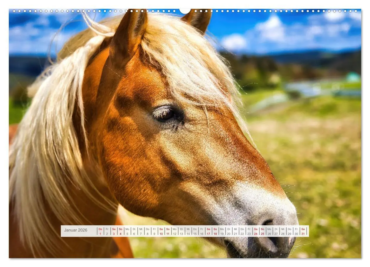 Bild: 9783457387917 | Haflinger im Thüringer Wald (hochwertiger Premium Wandkalender 2026...