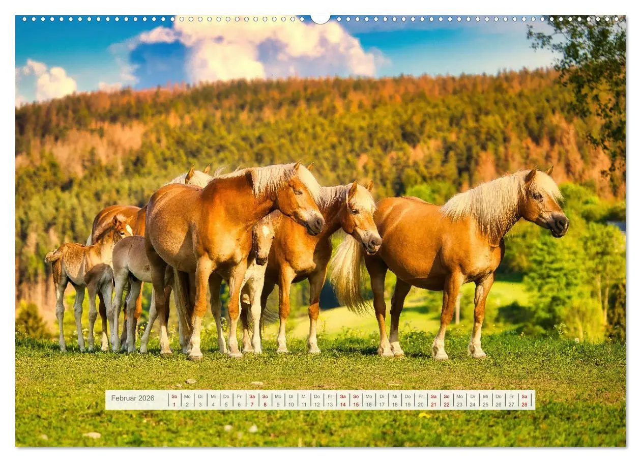 Bild: 9783457387917 | Haflinger im Thüringer Wald (hochwertiger Premium Wandkalender 2026...