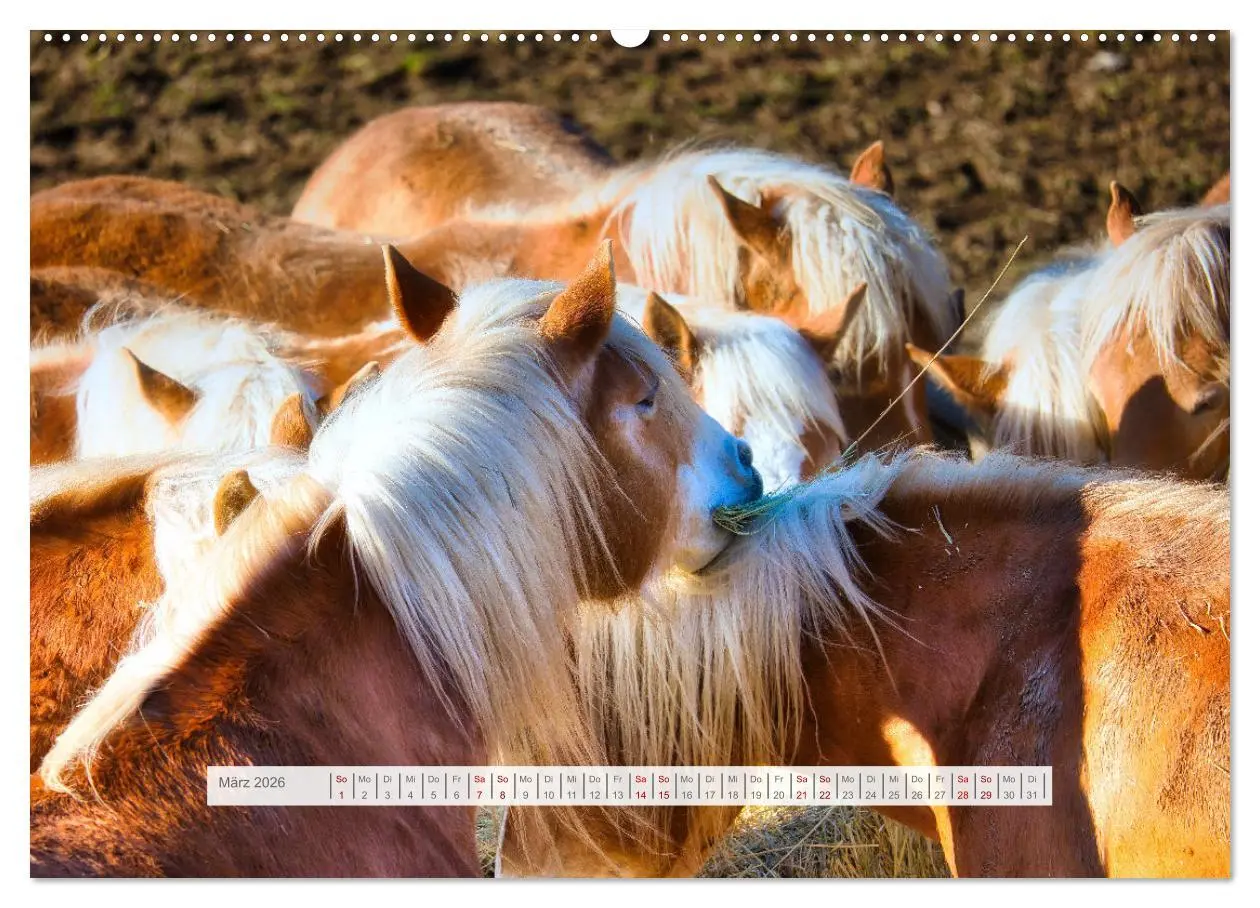 Bild: 9783457387917 | Haflinger im Thüringer Wald (hochwertiger Premium Wandkalender 2026...