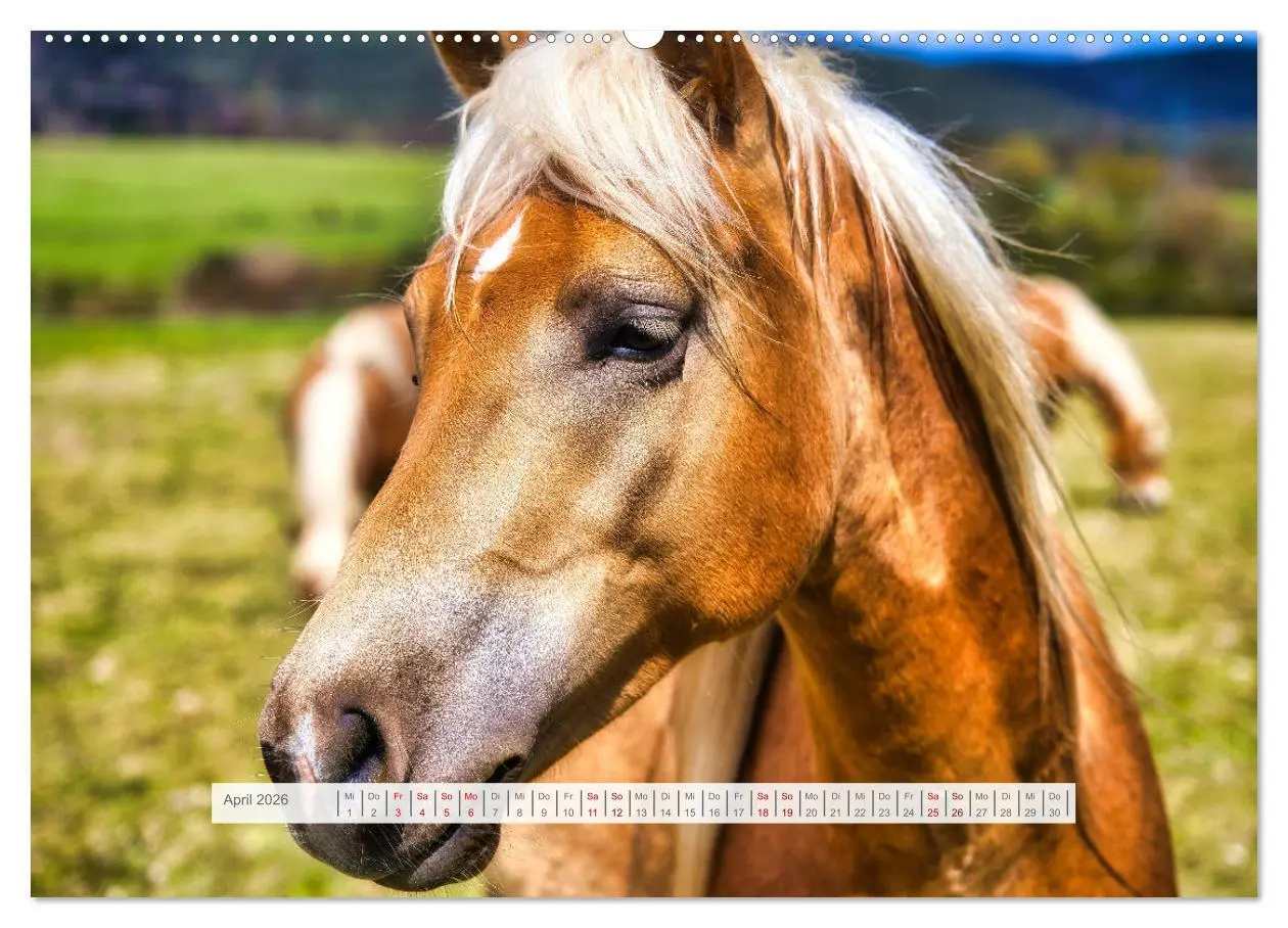 Bild: 9783457387917 | Haflinger im Thüringer Wald (hochwertiger Premium Wandkalender 2026...