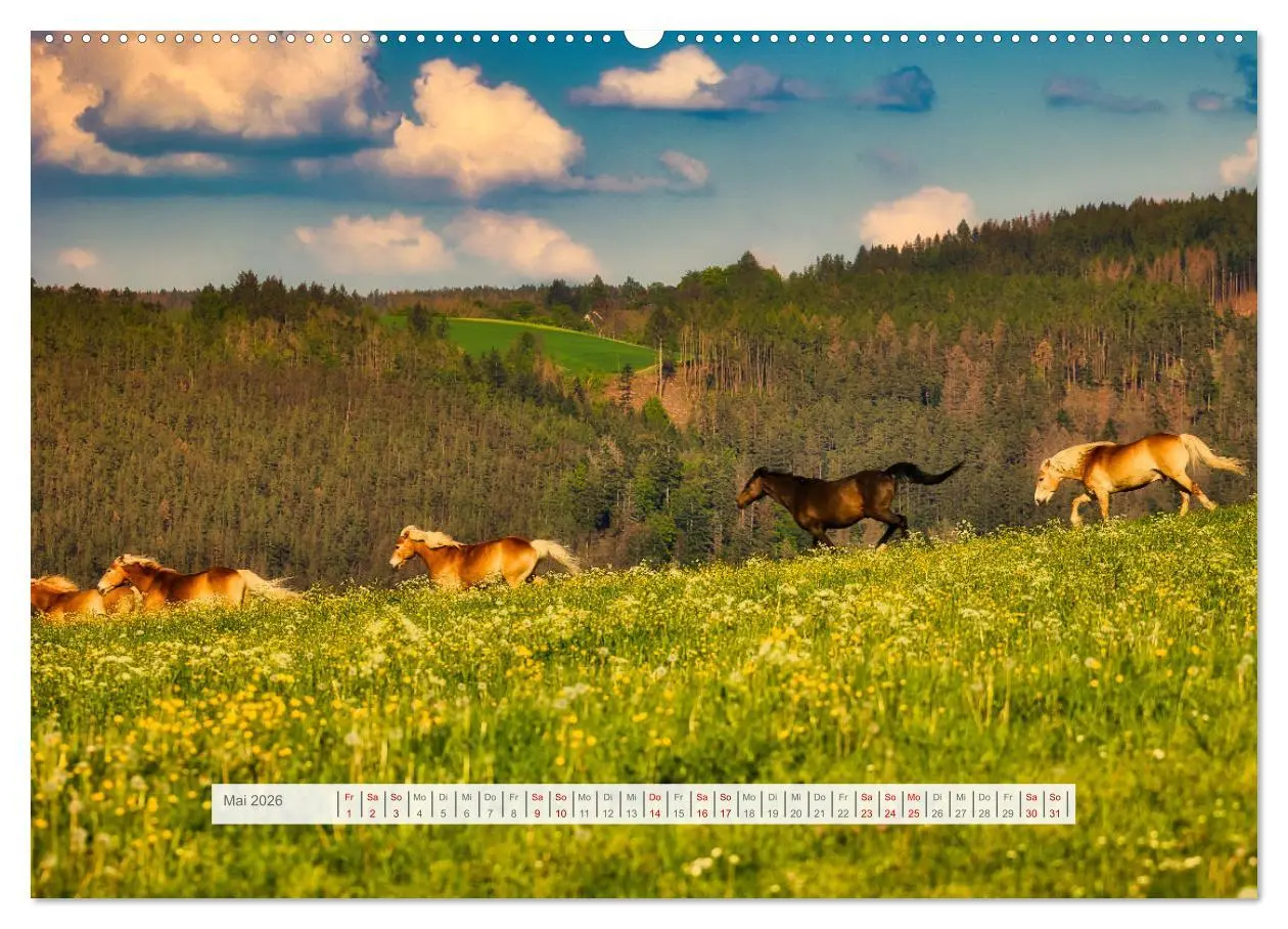 Bild: 9783457387917 | Haflinger im Thüringer Wald (hochwertiger Premium Wandkalender 2026...