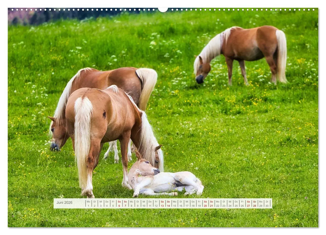 Bild: 9783457387917 | Haflinger im Thüringer Wald (hochwertiger Premium Wandkalender 2026...