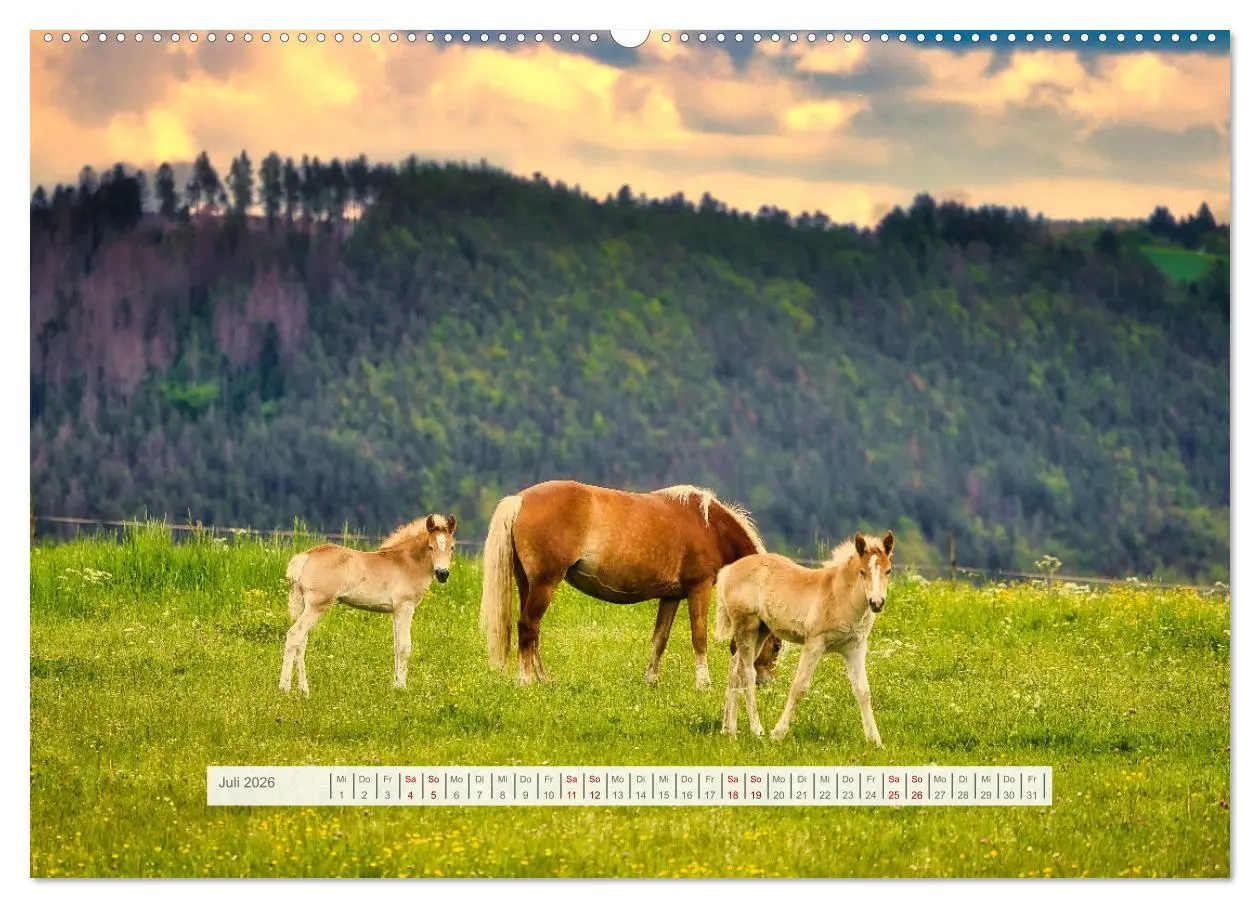 Bild: 9783457387917 | Haflinger im Thüringer Wald (hochwertiger Premium Wandkalender 2026...