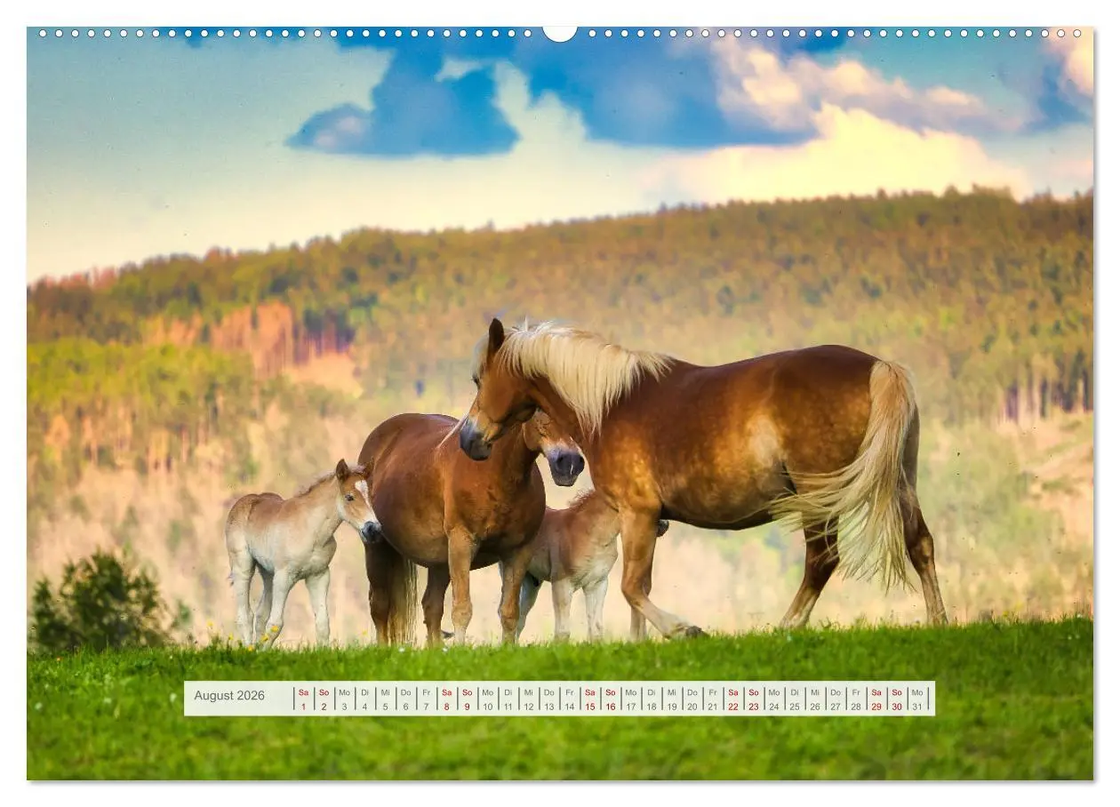 Bild: 9783457387917 | Haflinger im Thüringer Wald (hochwertiger Premium Wandkalender 2026...
