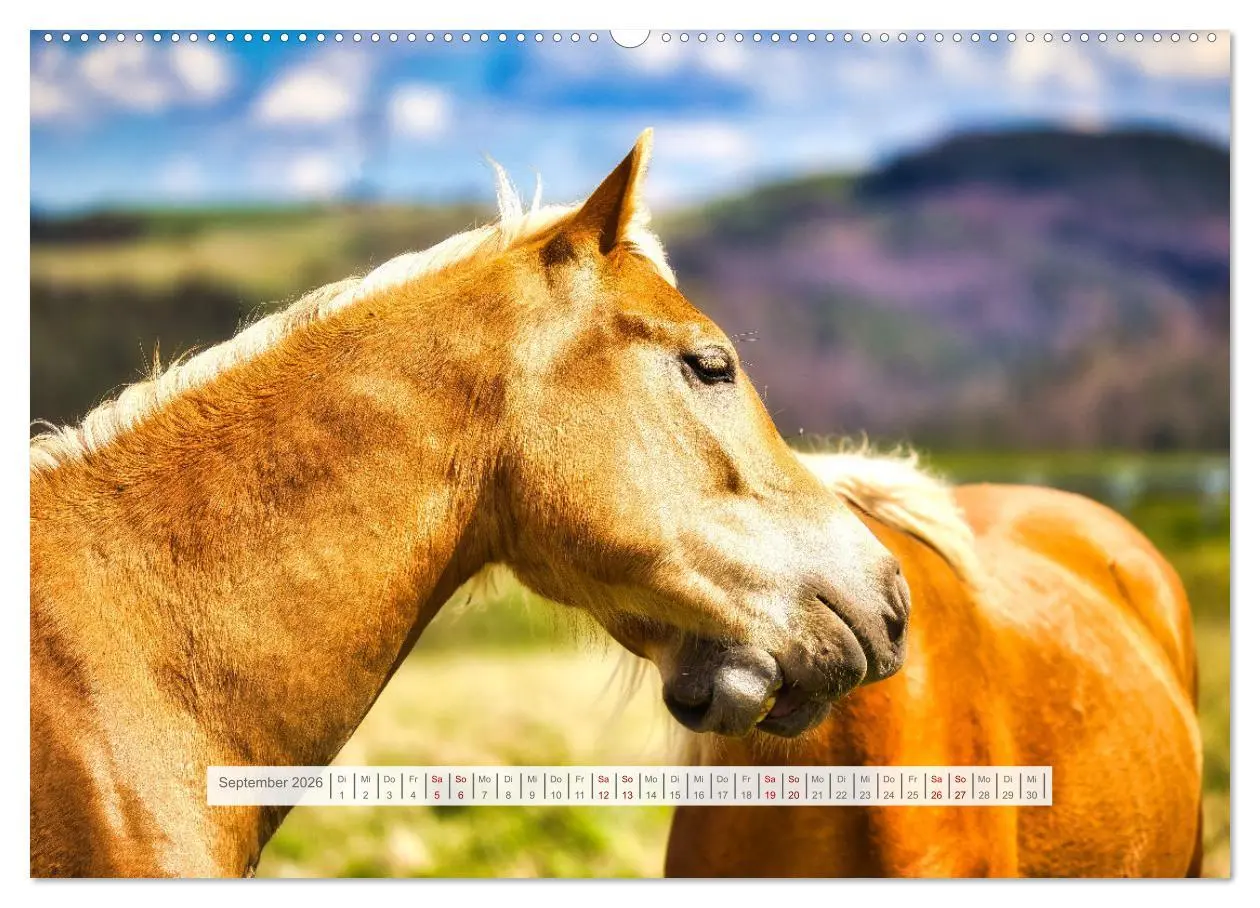 Bild: 9783457387917 | Haflinger im Thüringer Wald (hochwertiger Premium Wandkalender 2026...