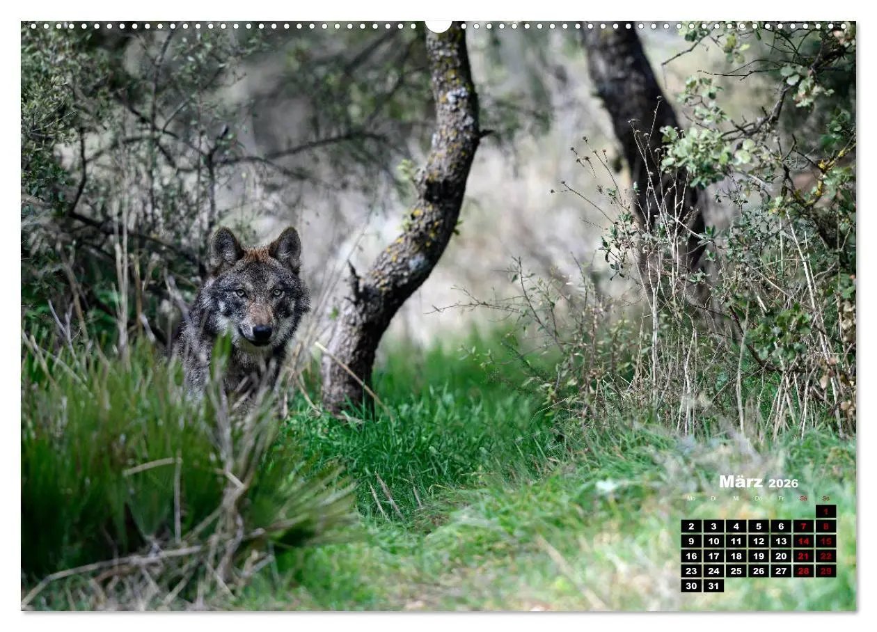 Bild: 9783457767917 | Willkommen Wolf (hochwertiger Premium Wandkalender 2026 DIN A2...