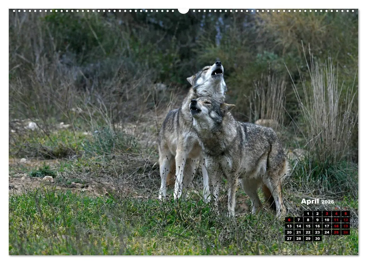 Bild: 9783457767917 | Willkommen Wolf (hochwertiger Premium Wandkalender 2026 DIN A2...
