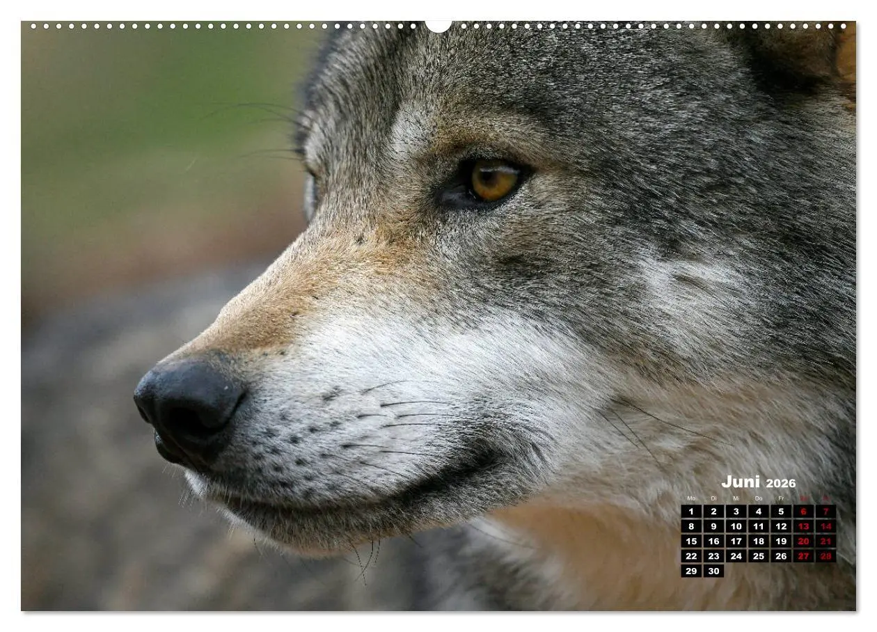 Bild: 9783457767917 | Willkommen Wolf (hochwertiger Premium Wandkalender 2026 DIN A2...