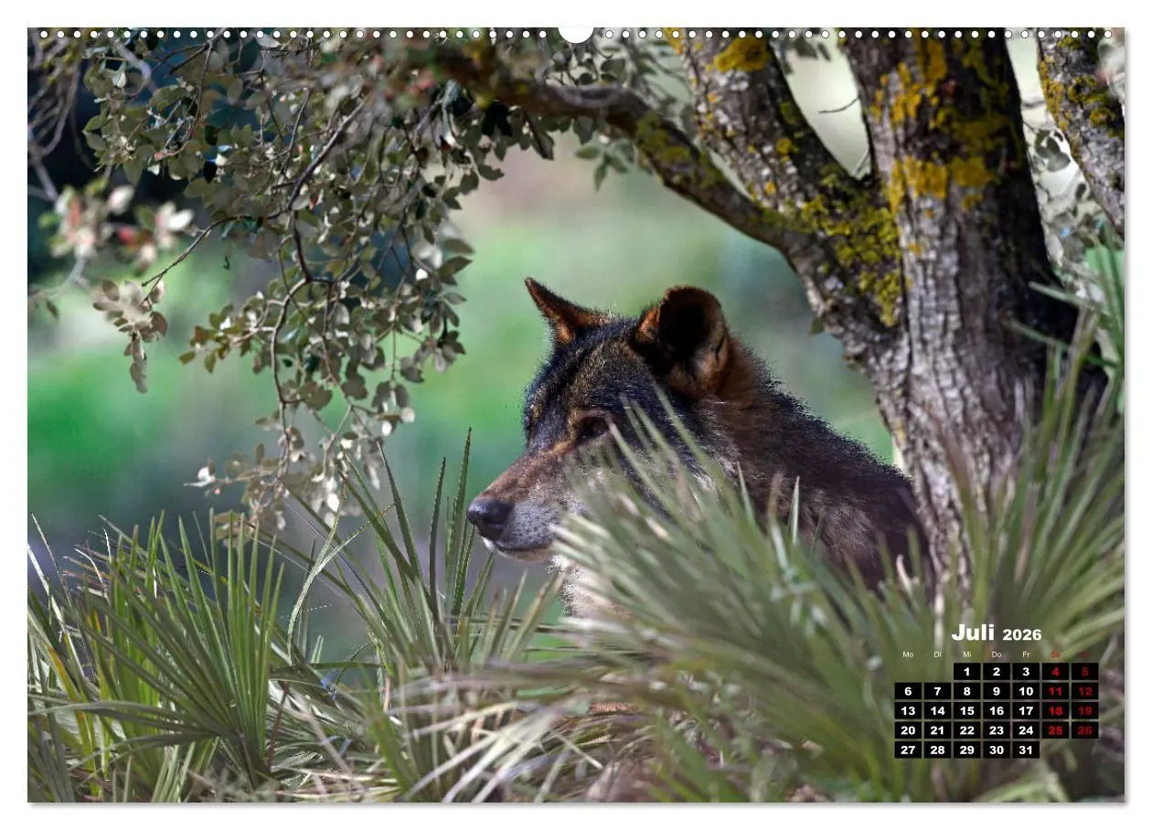 Bild: 9783457767917 | Willkommen Wolf (hochwertiger Premium Wandkalender 2026 DIN A2...