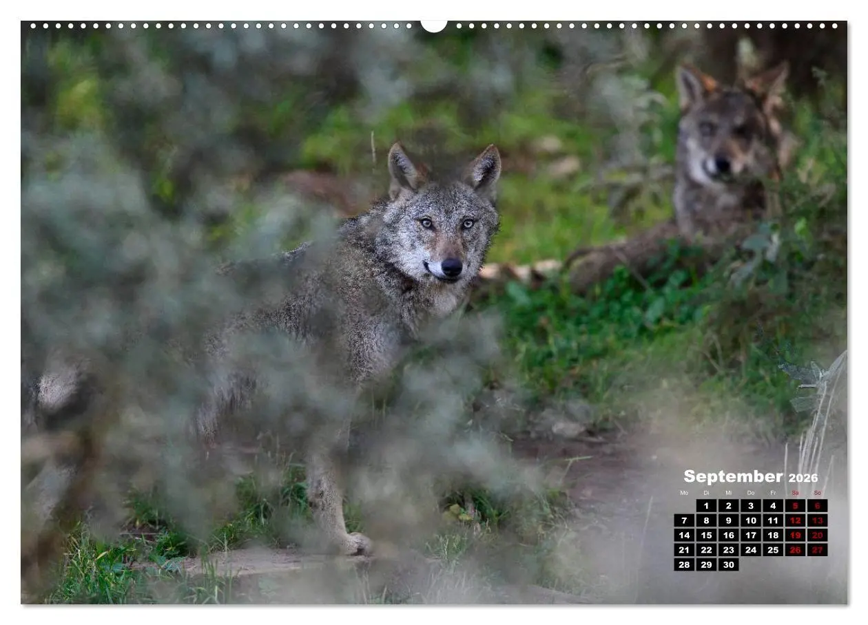 Bild: 9783457767917 | Willkommen Wolf (hochwertiger Premium Wandkalender 2026 DIN A2...