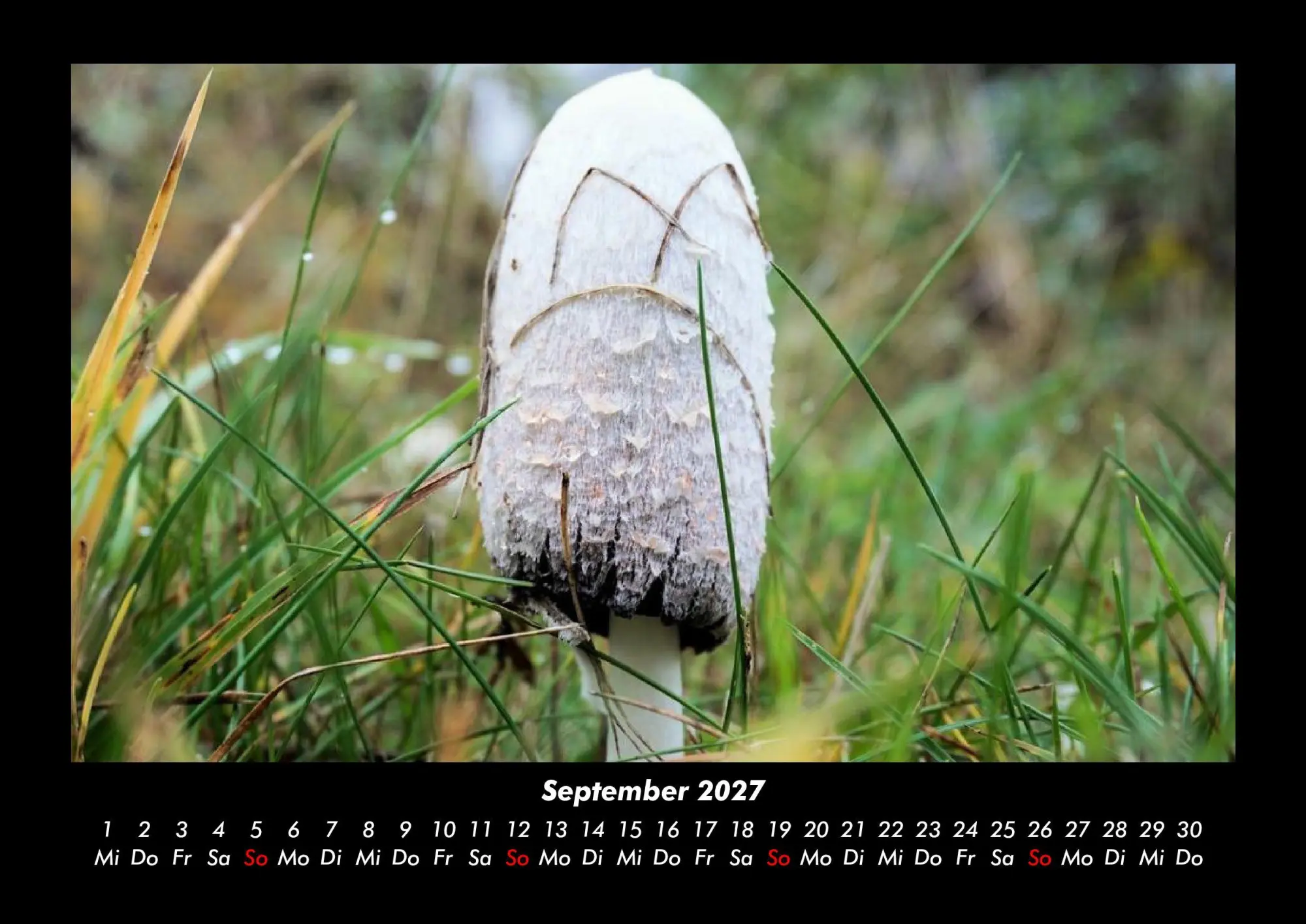 Bild: 9783695437917 | Pilzkalender 2027 Fotokalender DIN A3 | Tobias Becker | Kalender