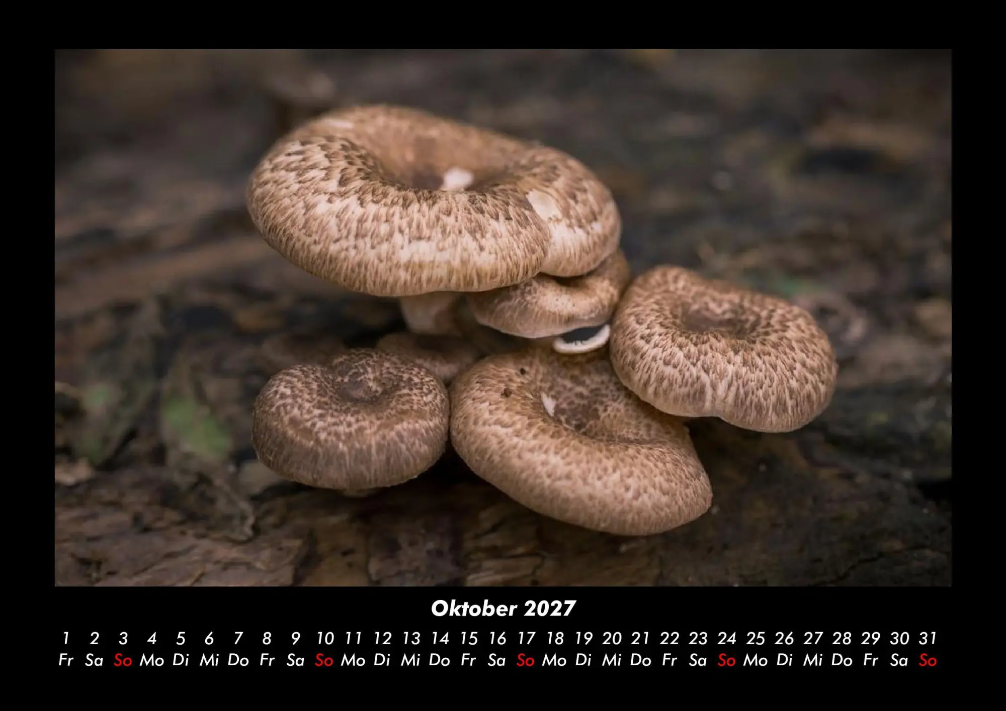 Bild: 9783695437917 | Pilzkalender 2027 Fotokalender DIN A3 | Tobias Becker | Kalender