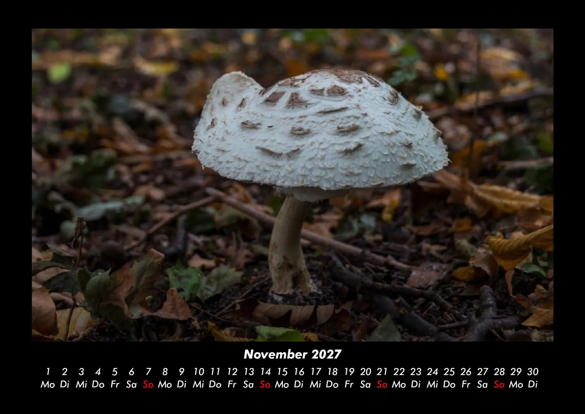 Bild: 9783695437917 | Pilzkalender 2027 Fotokalender DIN A3 | Tobias Becker | Kalender