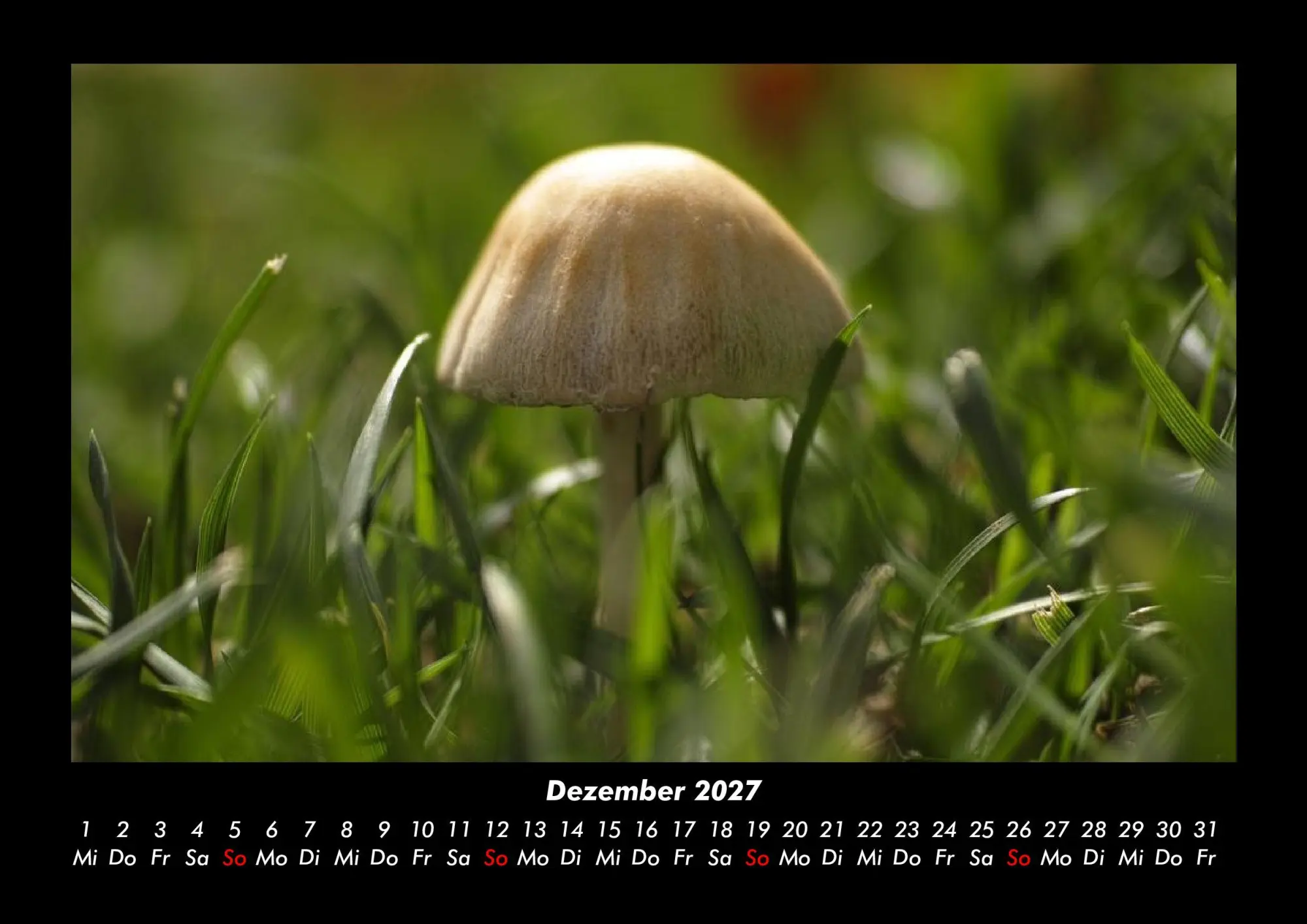 Bild: 9783695437917 | Pilzkalender 2027 Fotokalender DIN A3 | Tobias Becker | Kalender