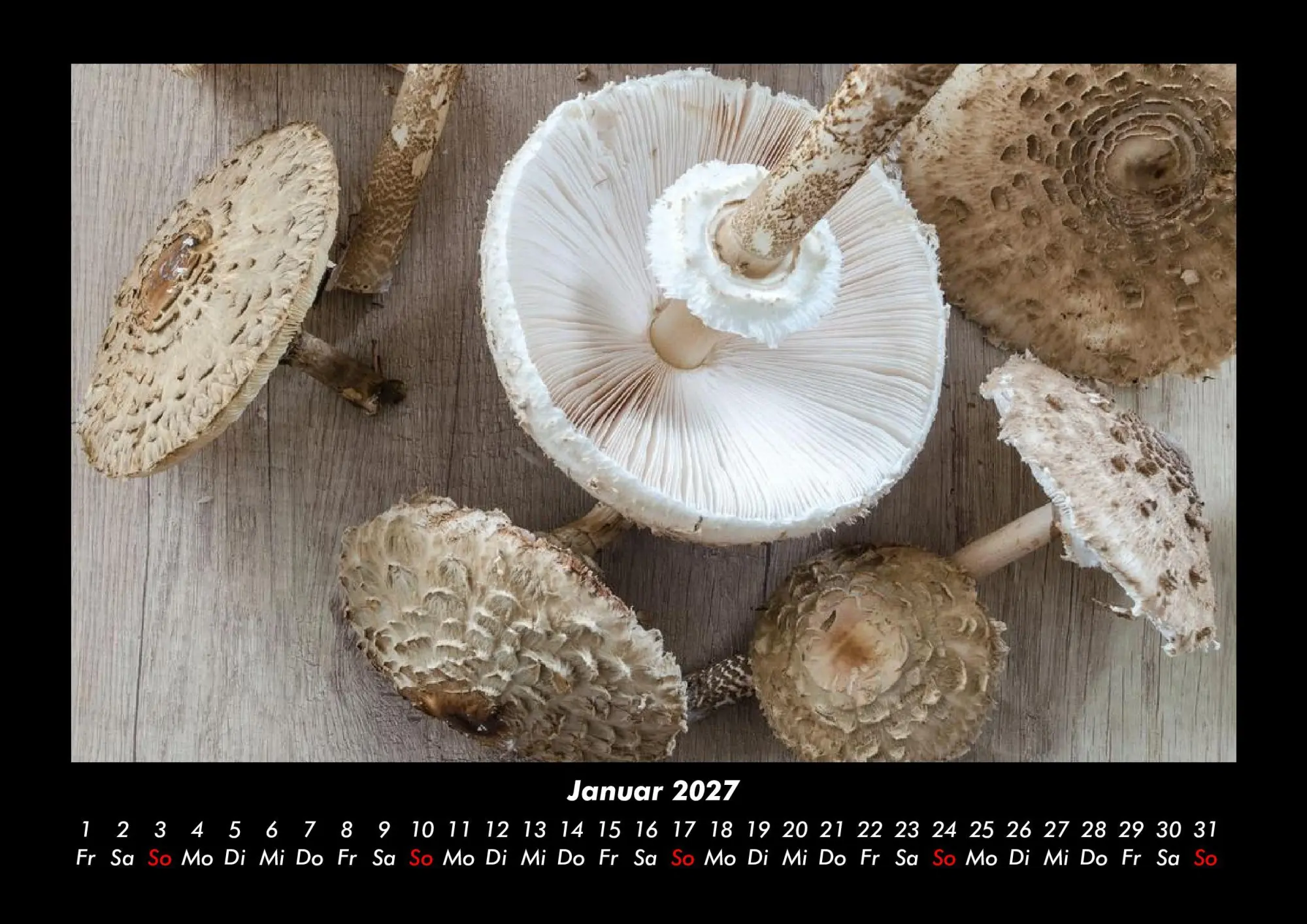 Bild: 9783695437917 | Pilzkalender 2027 Fotokalender DIN A3 | Tobias Becker | Kalender