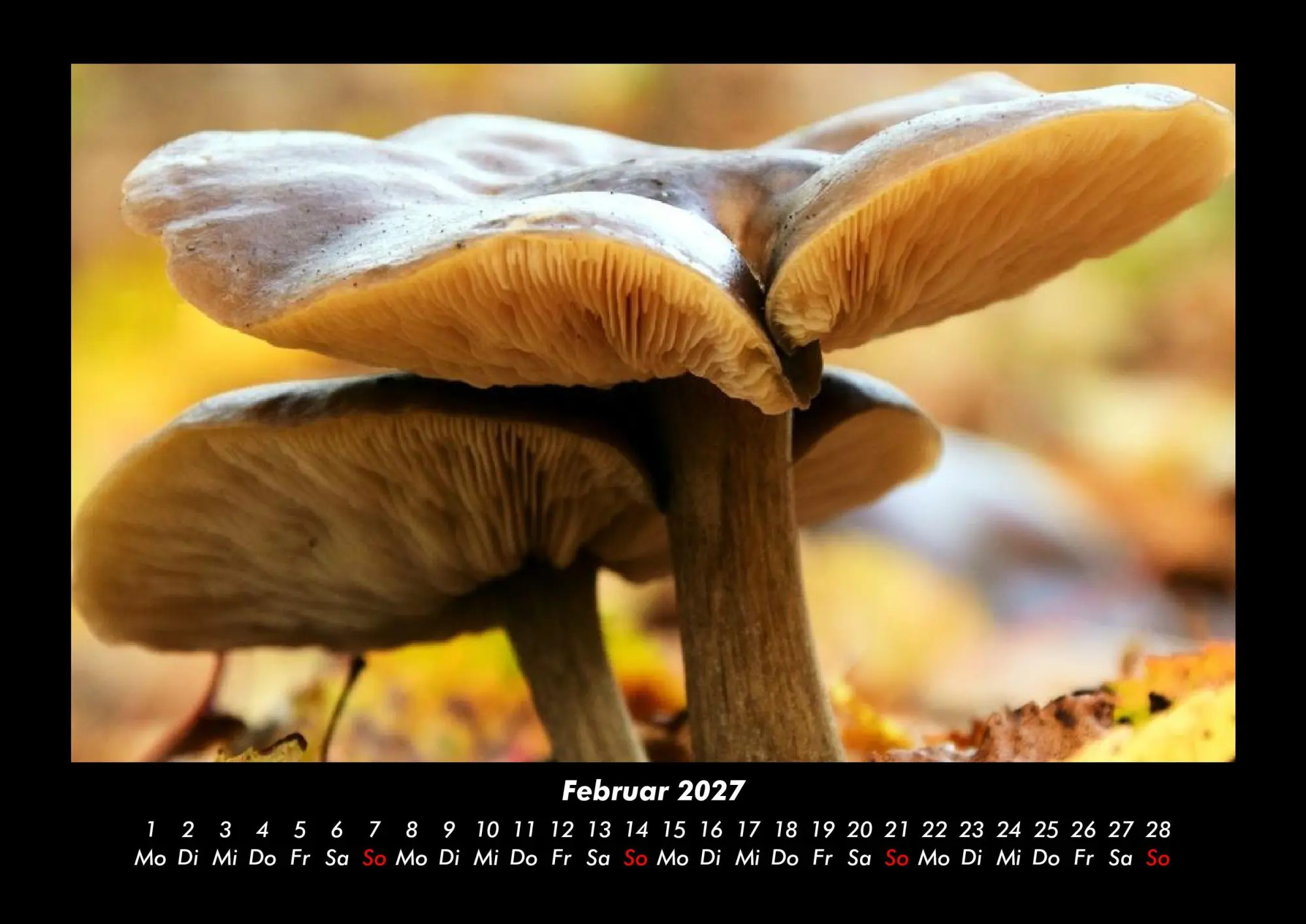 Bild: 9783695437917 | Pilzkalender 2027 Fotokalender DIN A3 | Tobias Becker | Kalender