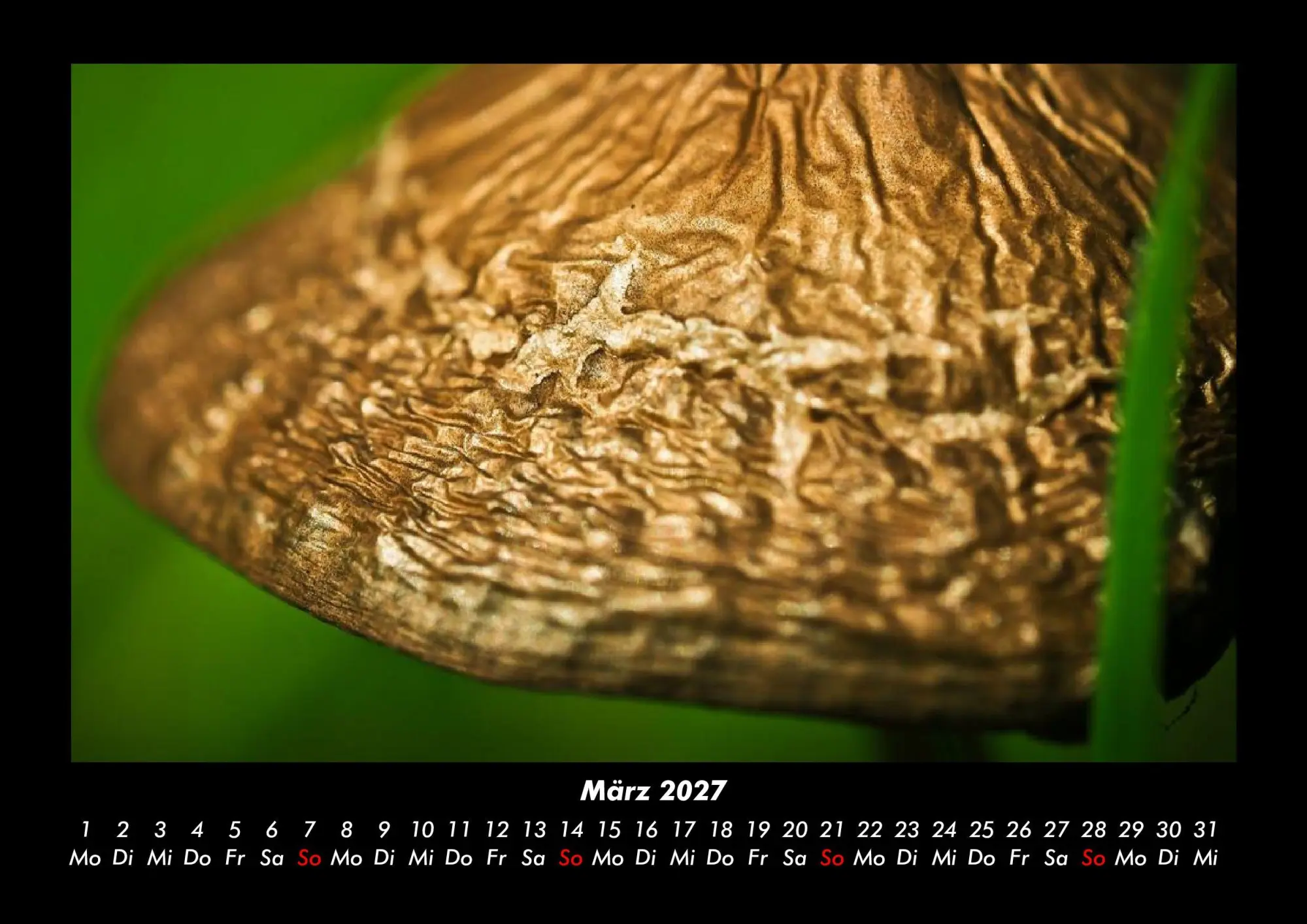 Bild: 9783695437917 | Pilzkalender 2027 Fotokalender DIN A3 | Tobias Becker | Kalender