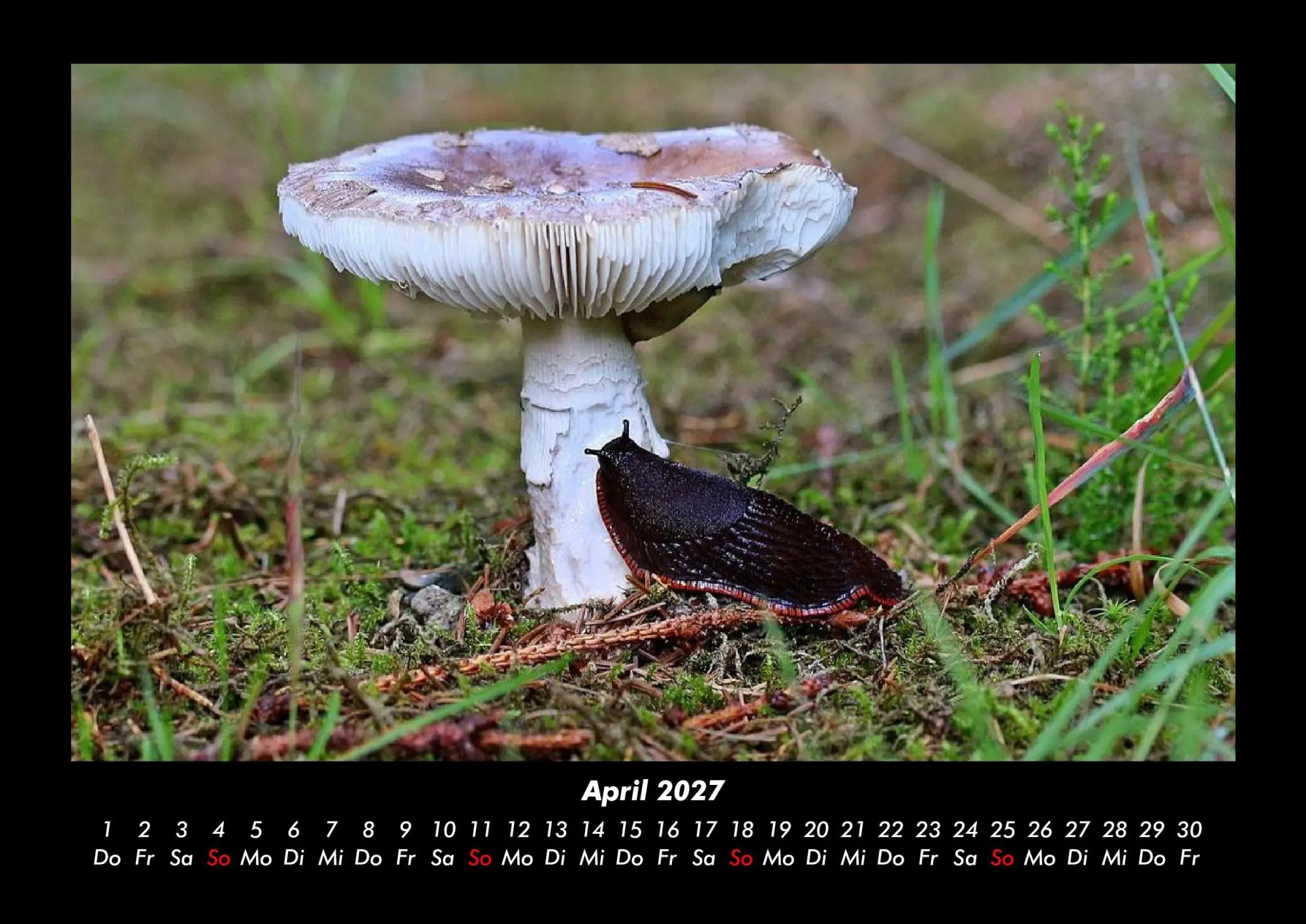 Bild: 9783695437917 | Pilzkalender 2027 Fotokalender DIN A3 | Tobias Becker | Kalender
