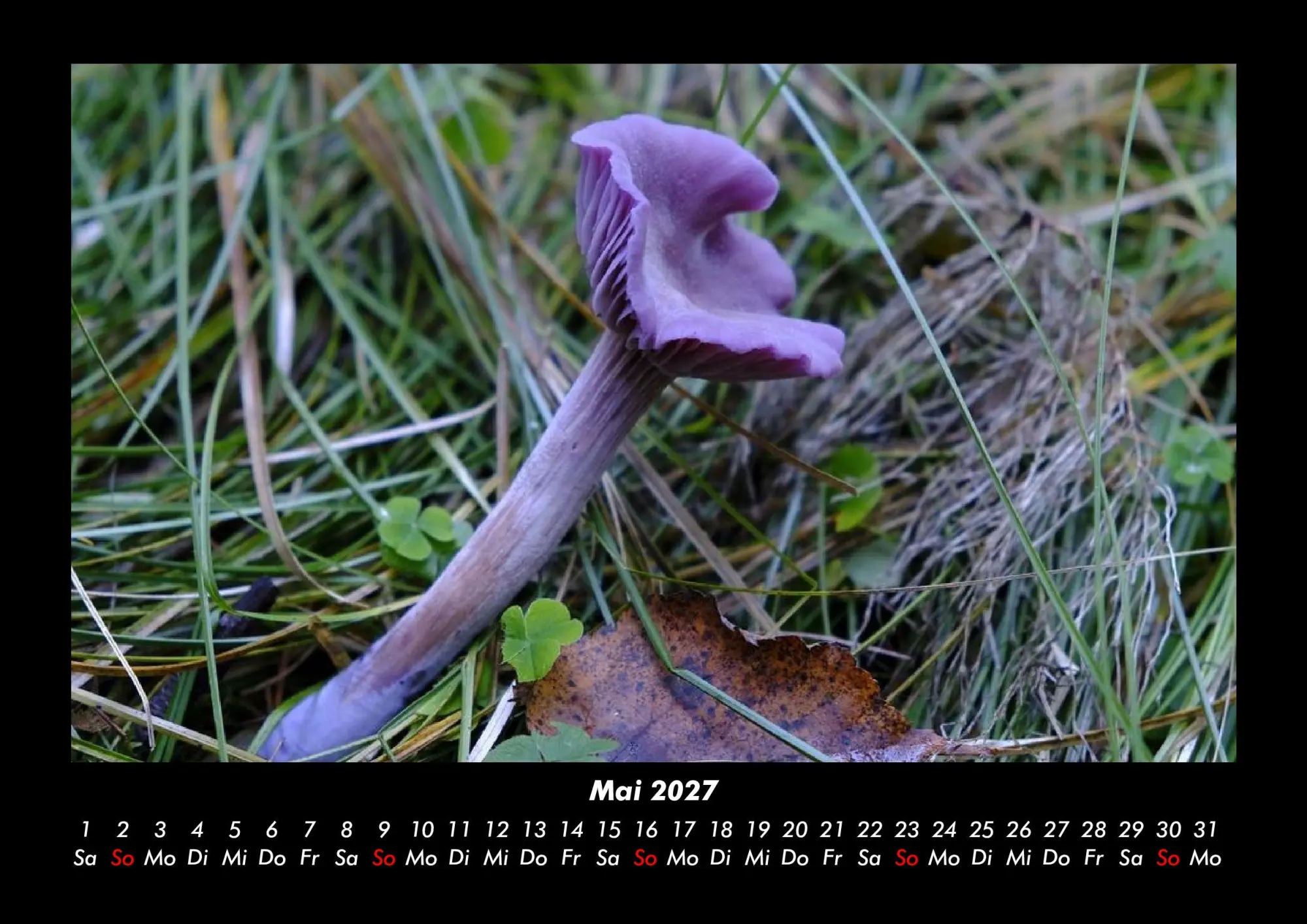 Bild: 9783695437917 | Pilzkalender 2027 Fotokalender DIN A3 | Tobias Becker | Kalender