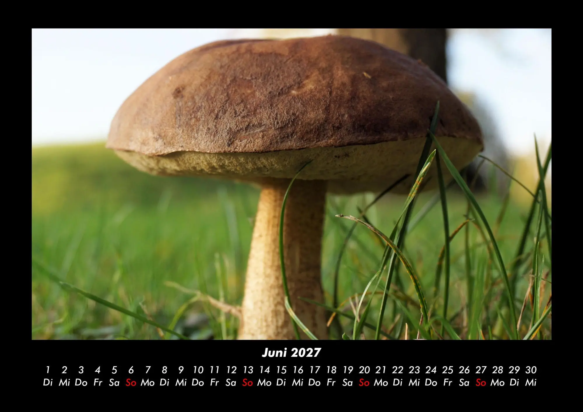 Bild: 9783695437917 | Pilzkalender 2027 Fotokalender DIN A3 | Tobias Becker | Kalender