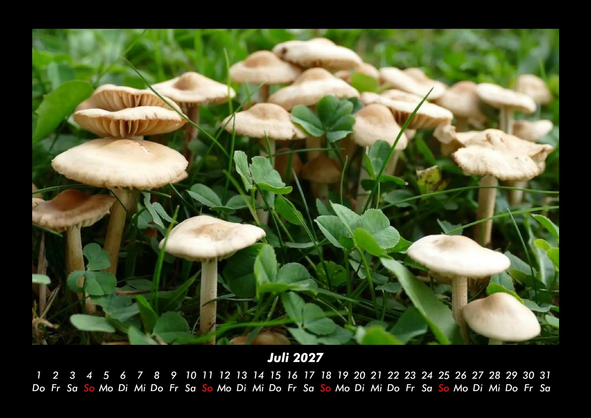 Bild: 9783695437917 | Pilzkalender 2027 Fotokalender DIN A3 | Tobias Becker | Kalender