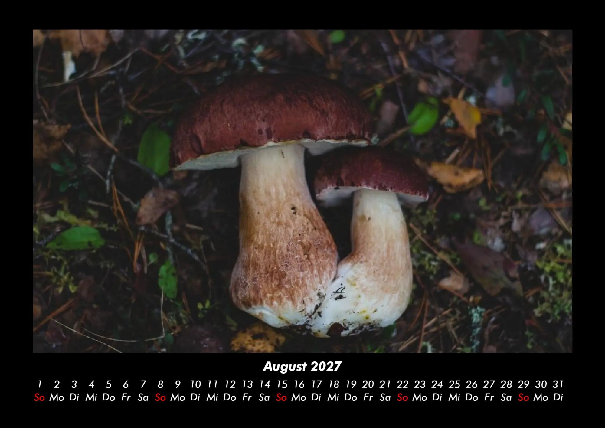 Bild: 9783695437917 | Pilzkalender 2027 Fotokalender DIN A3 | Tobias Becker | Kalender