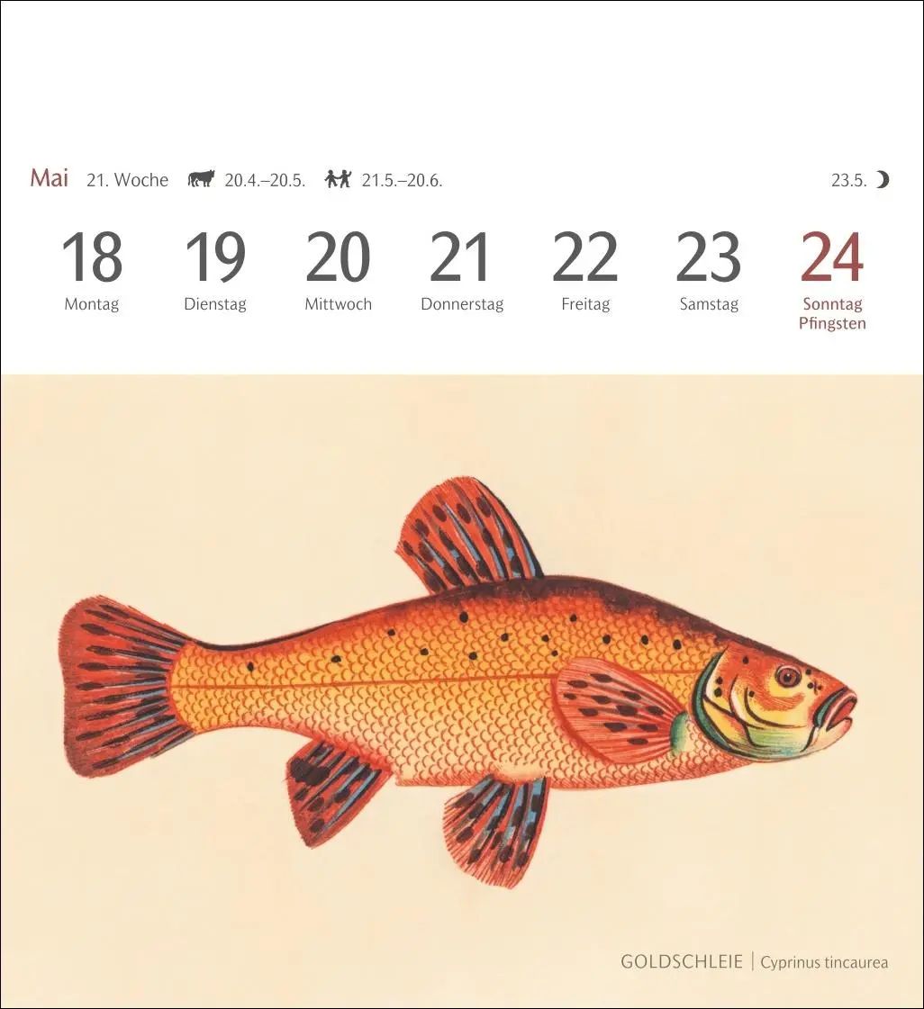 Bild: 9783840037917 | Fische Postkartenkalender 2026 - Postkartenkalender mit 53...