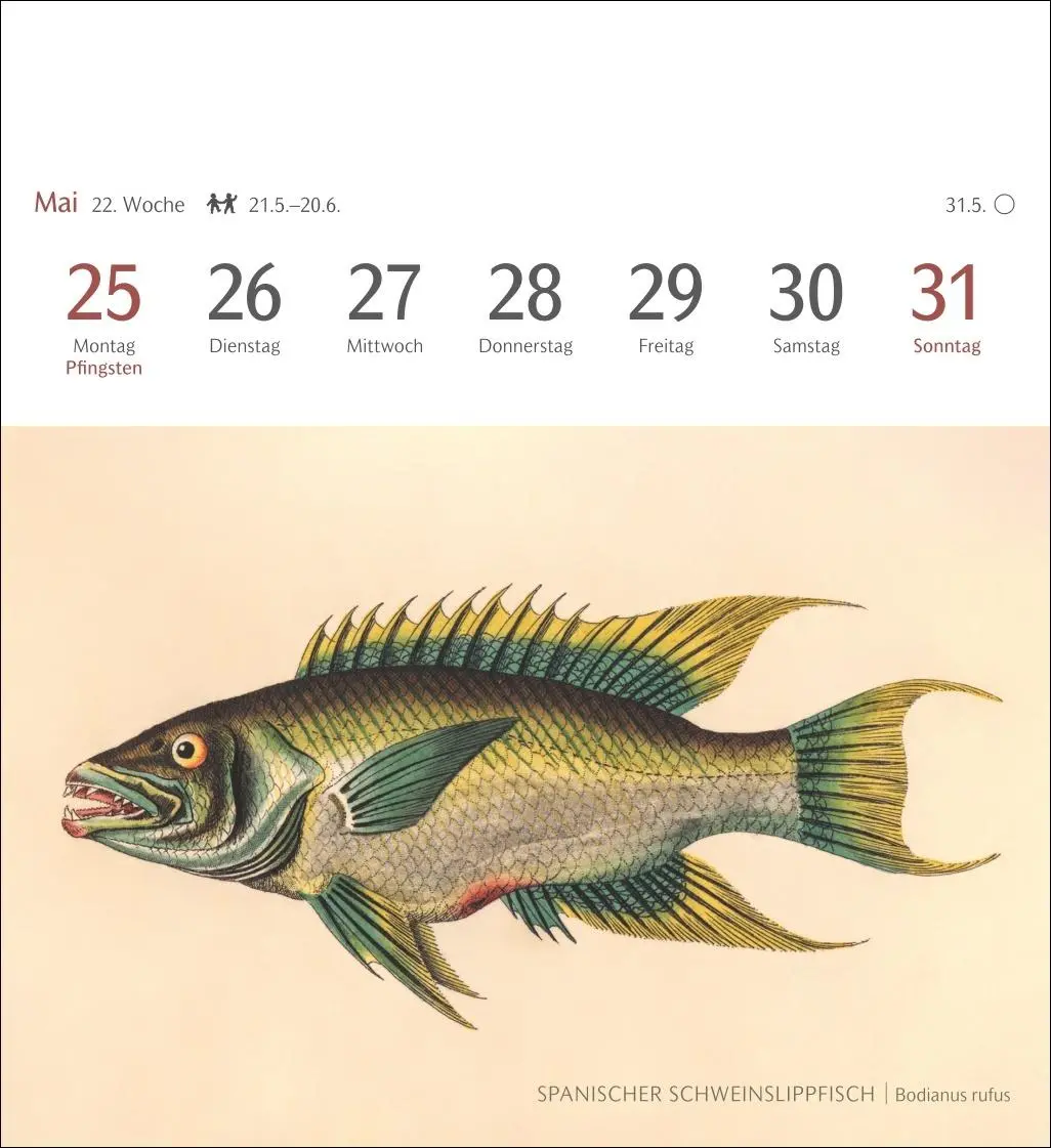 Bild: 9783840037917 | Fische Postkartenkalender 2026 - Postkartenkalender mit 53...