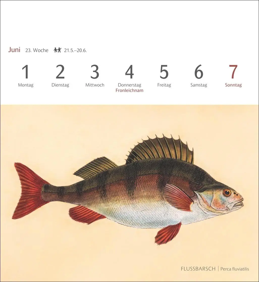Bild: 9783840037917 | Fische Postkartenkalender 2026 - Postkartenkalender mit 53...