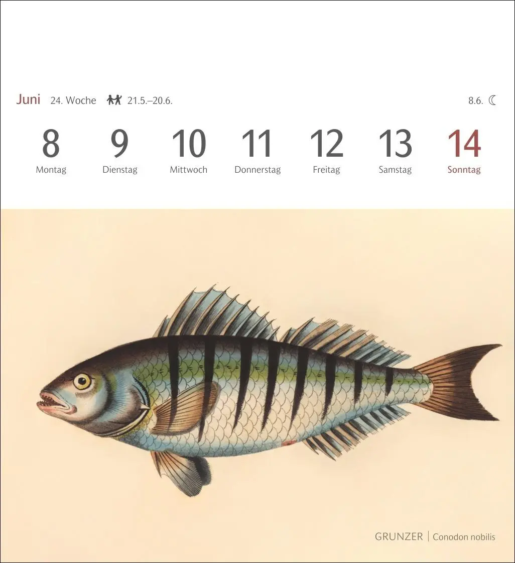Bild: 9783840037917 | Fische Postkartenkalender 2026 - Postkartenkalender mit 53...