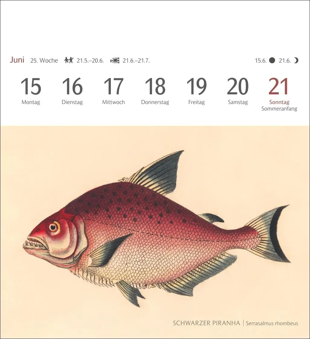 Bild: 9783840037917 | Fische Postkartenkalender 2026 - Postkartenkalender mit 53...